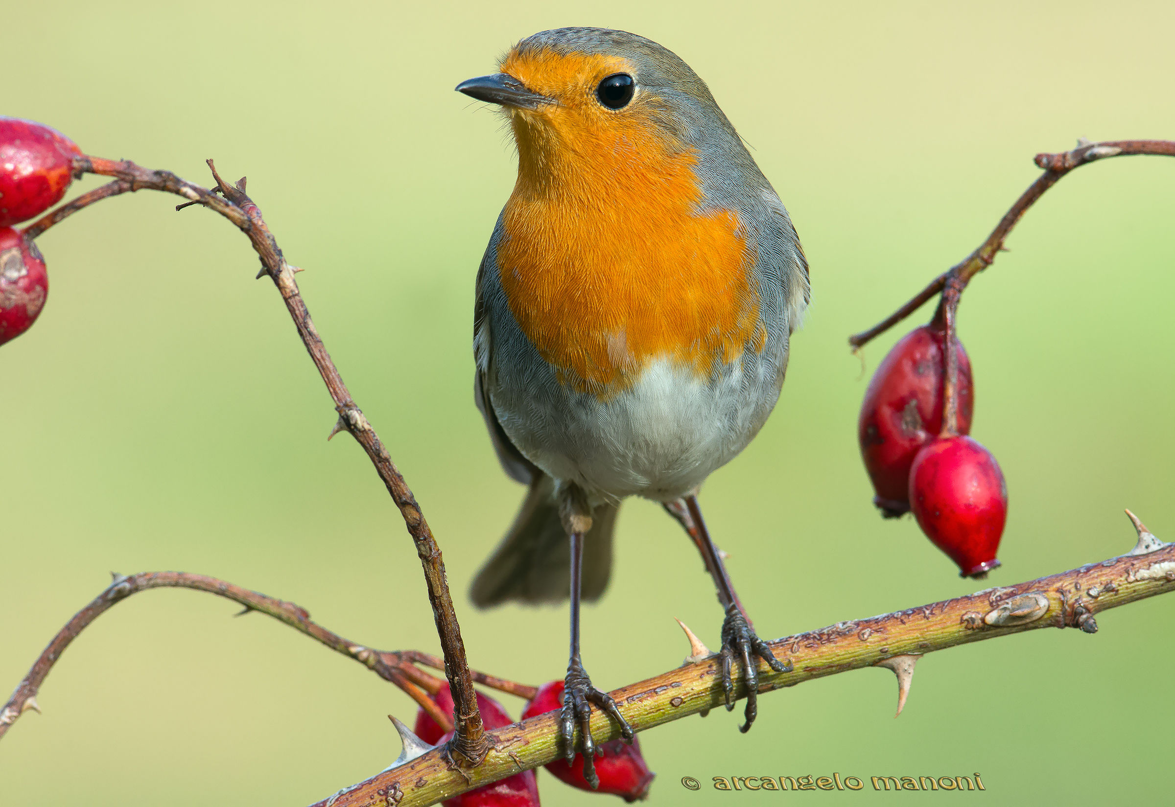 Pettirosso e bacche rosse