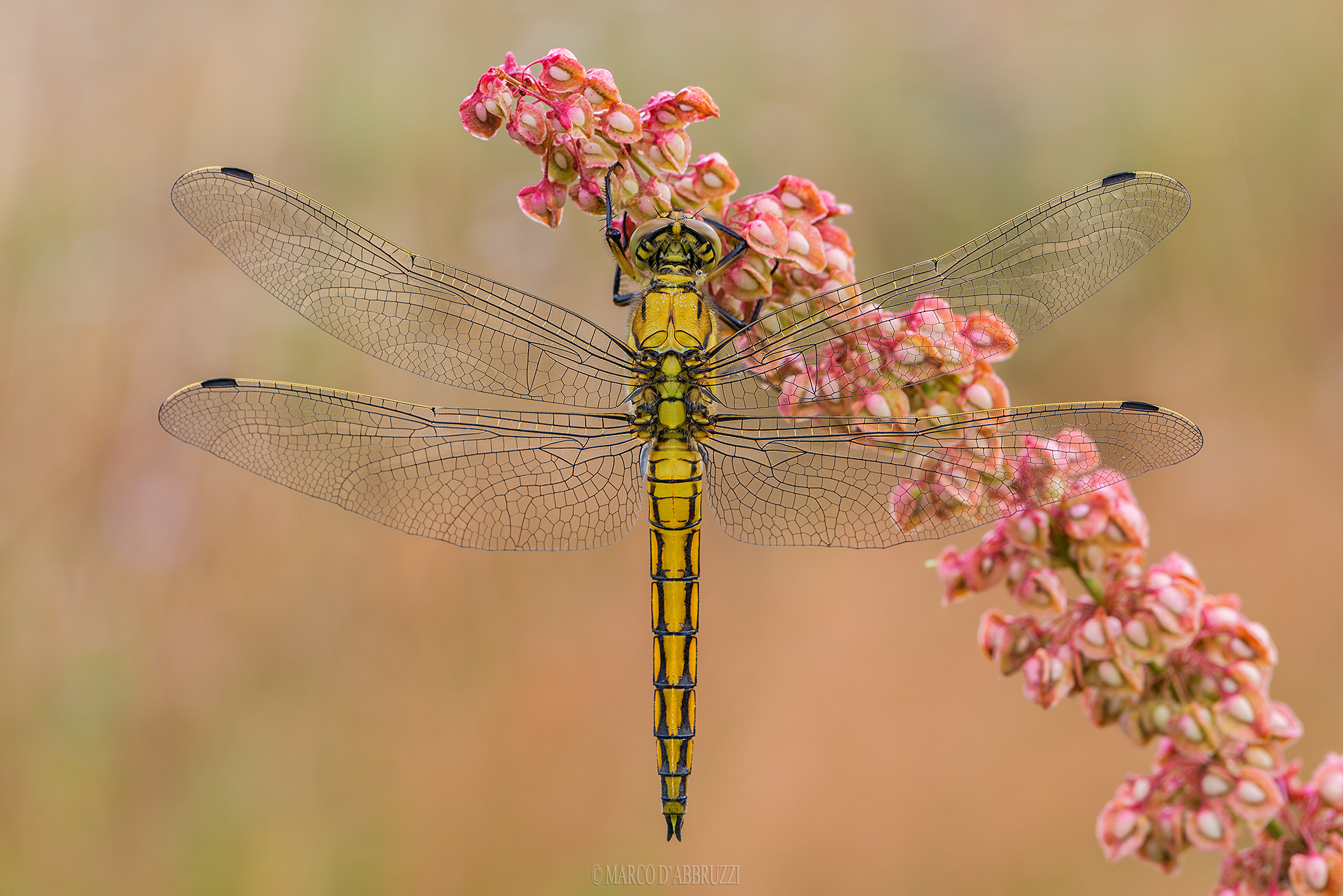Orthetrum cancellatum
