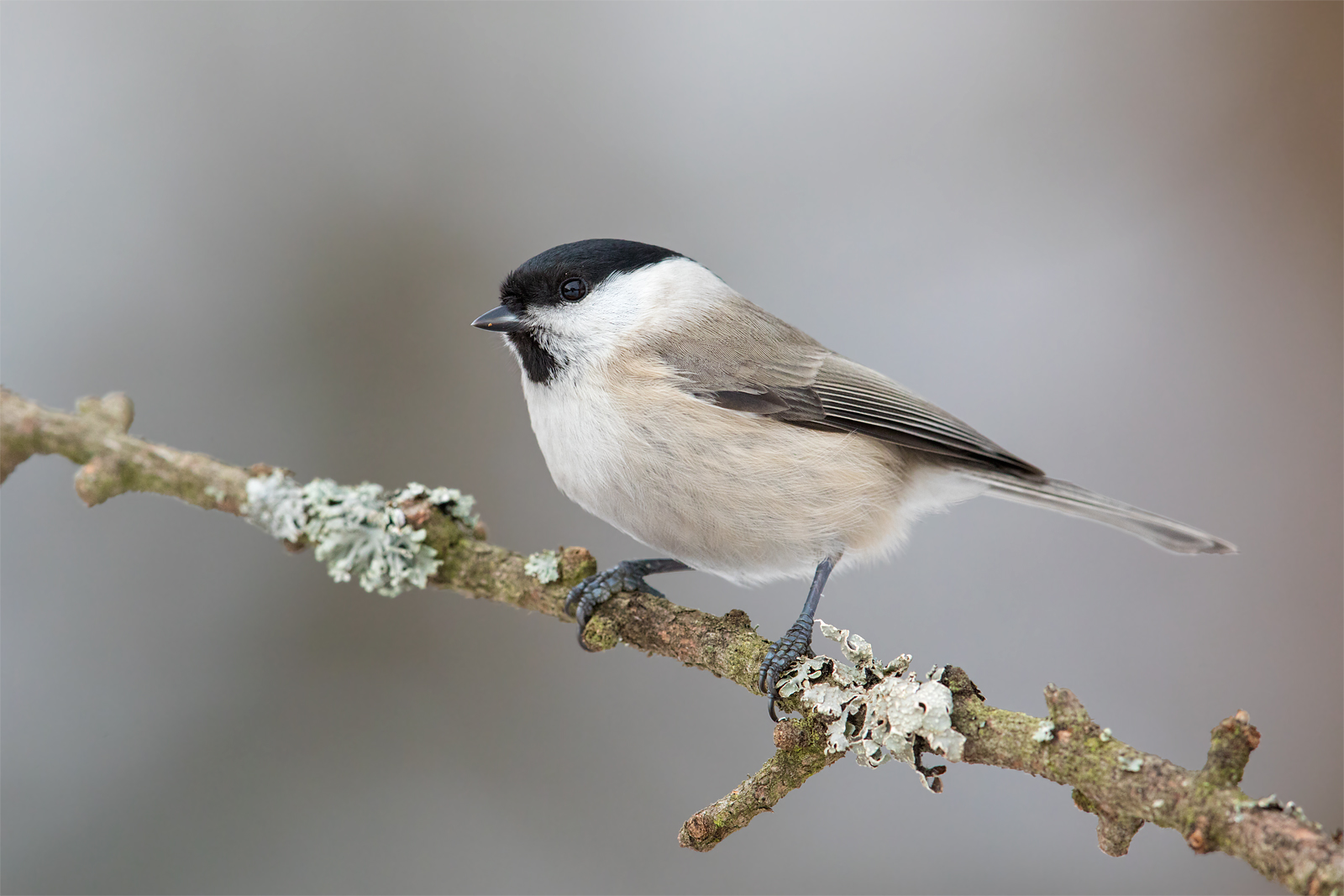 Il tit palude (Parus palustris)