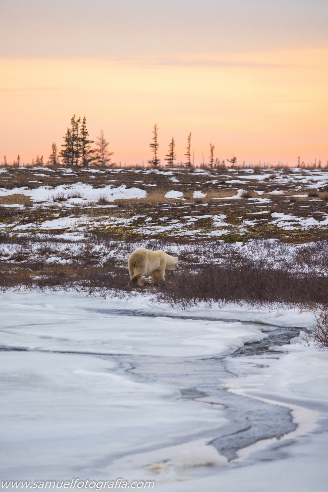 Bear at sunset