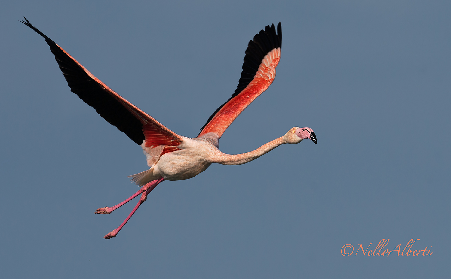 flamingo in flight!