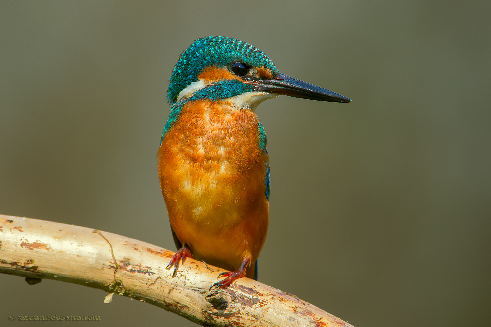 Alcedo atthis