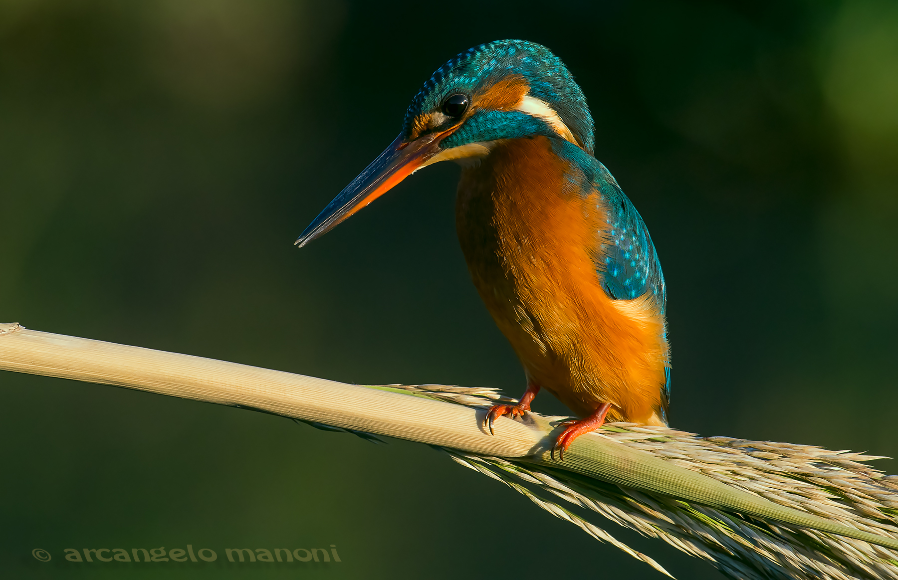 Alle cinque della sera