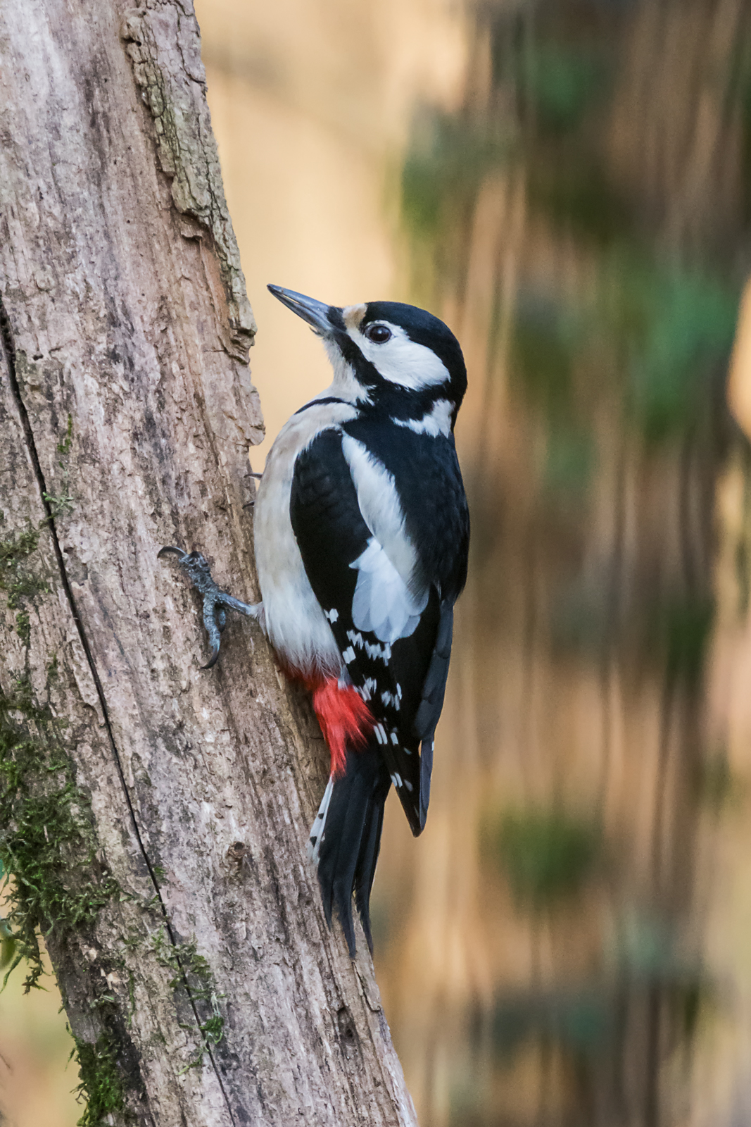 Spotted Woodpecker Female