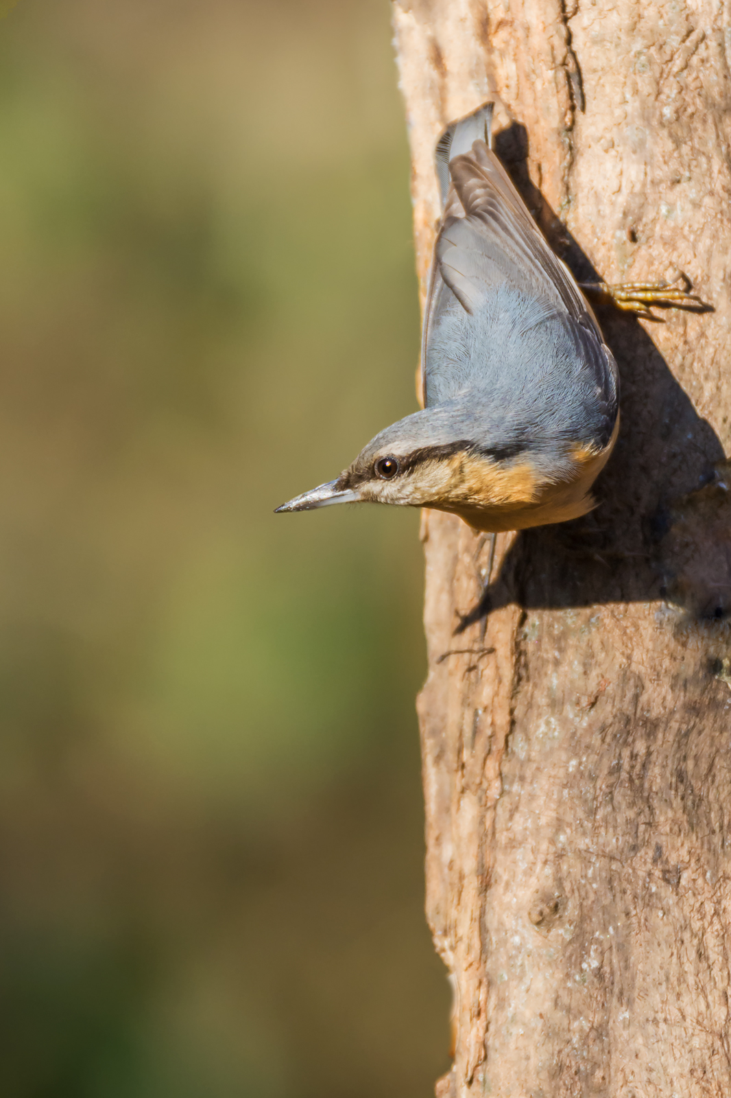 Nuthatch (homegrown)