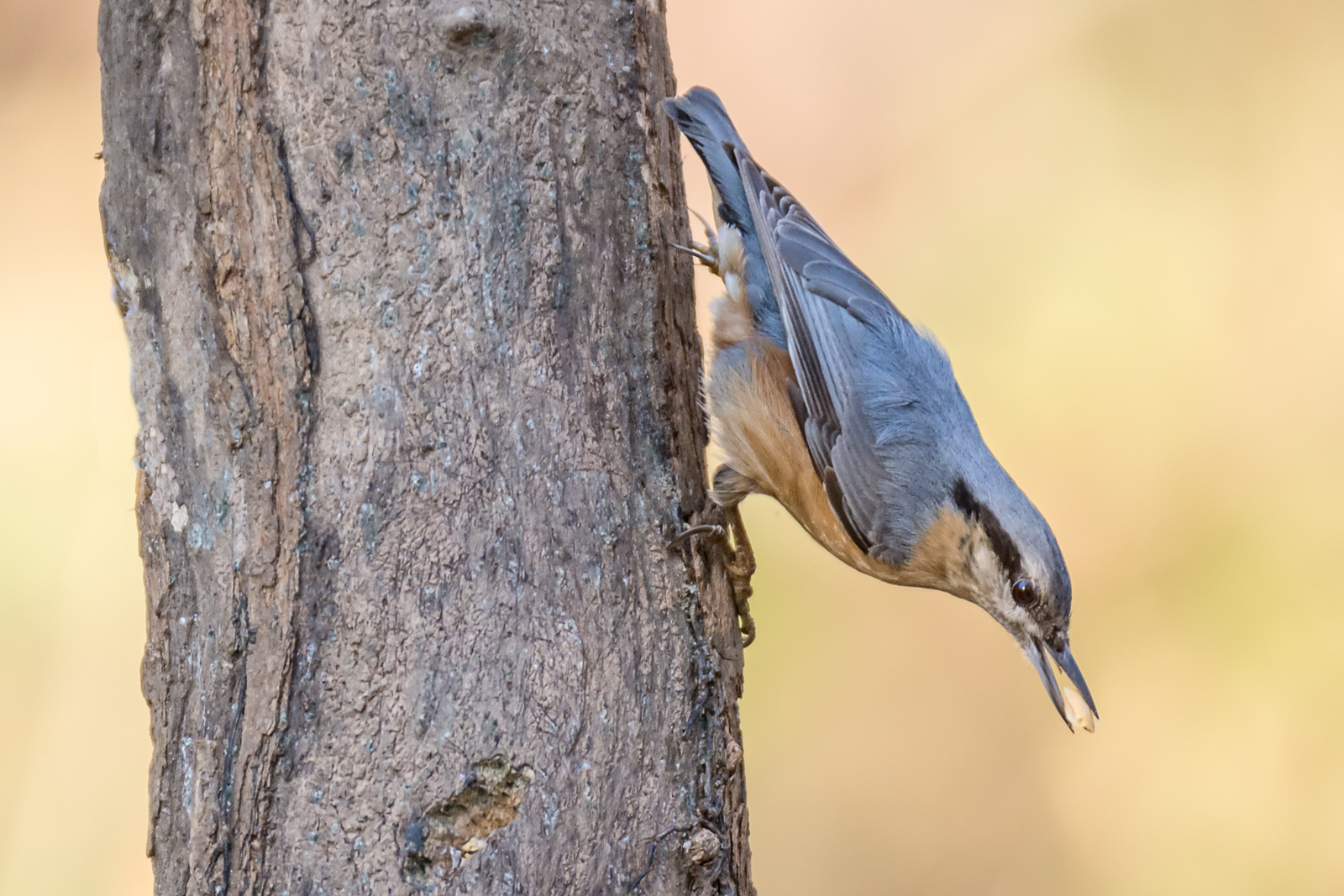 Nuthatch (again)