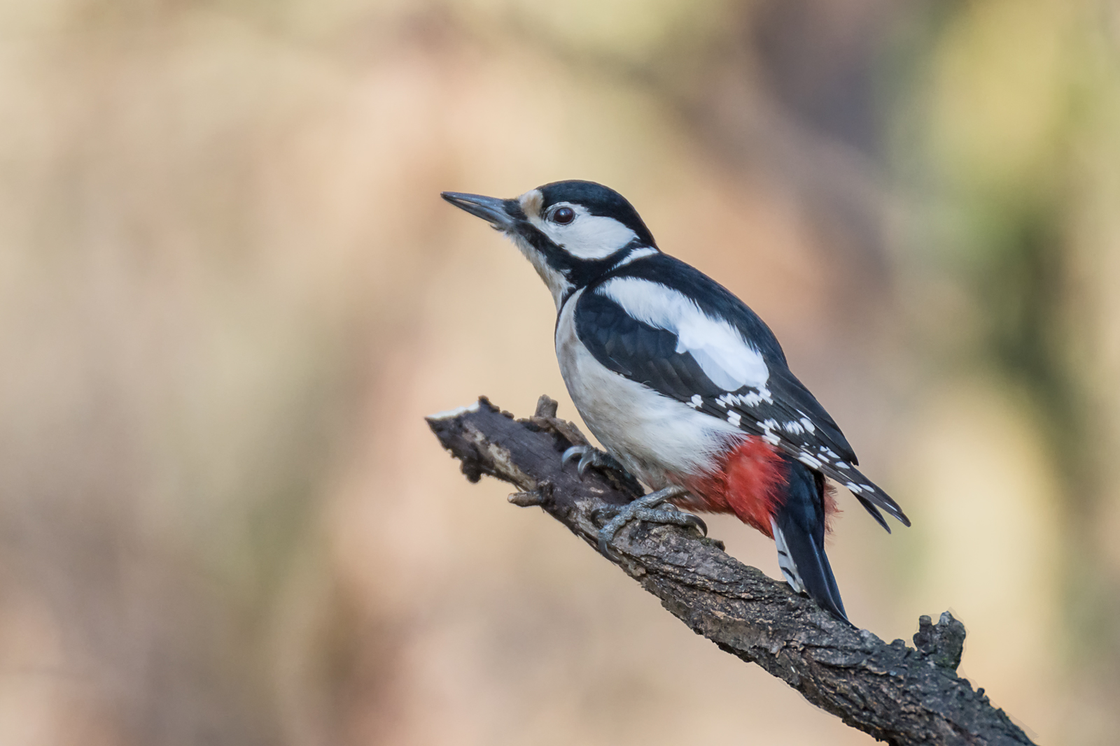 2 female red woodpecker