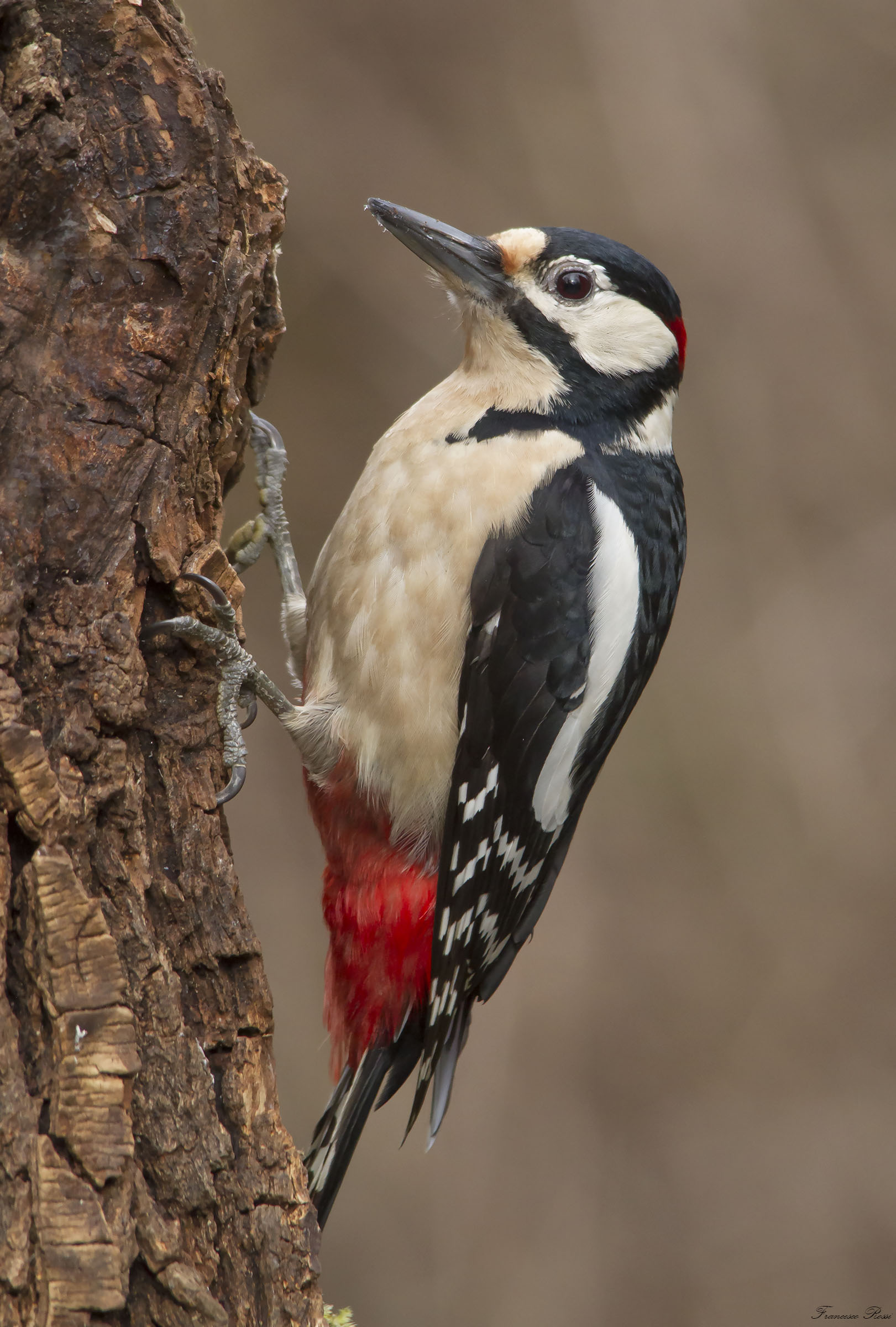 great spotted woodpecker & Evil;