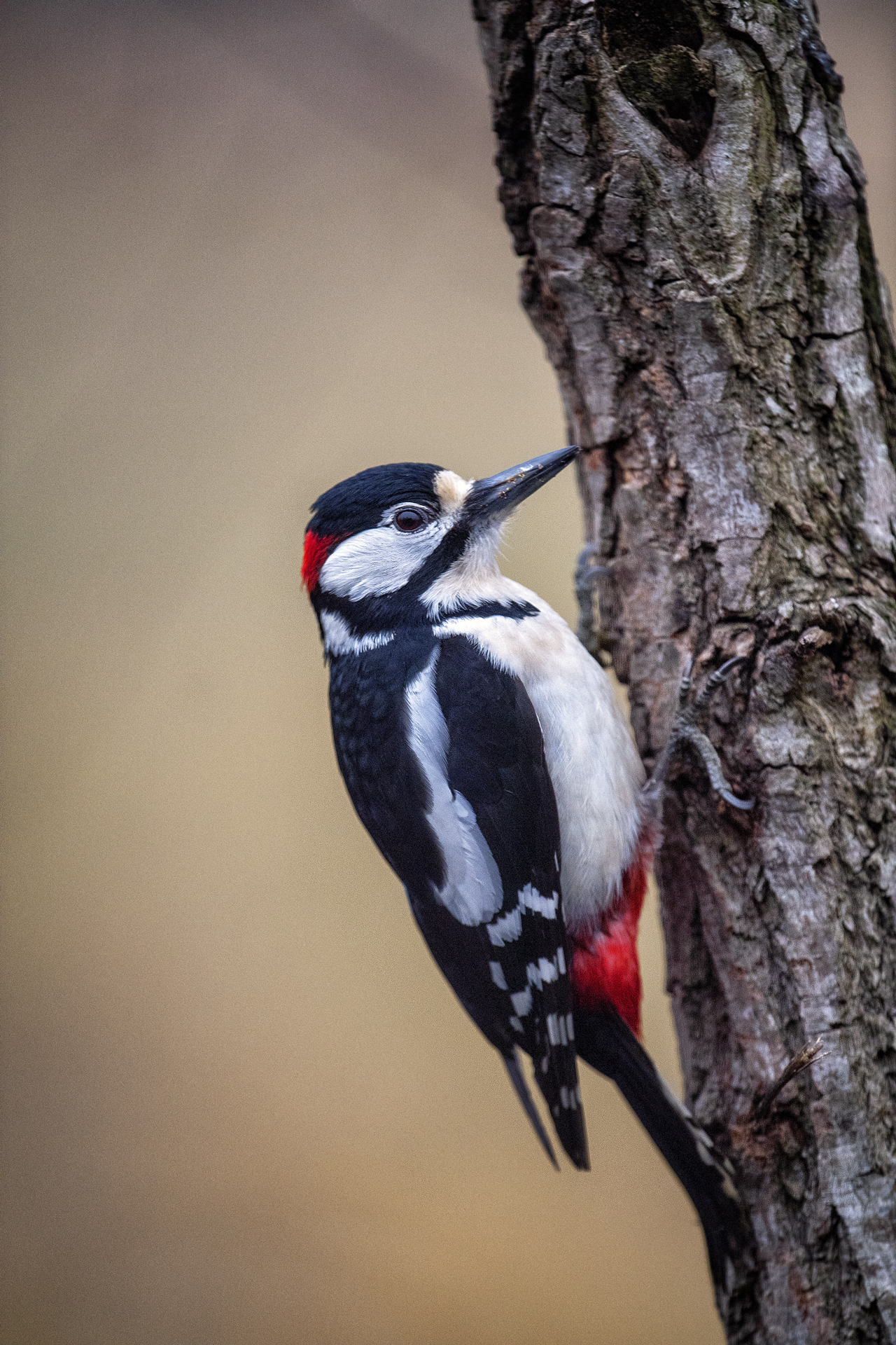 Spotted woodpecker