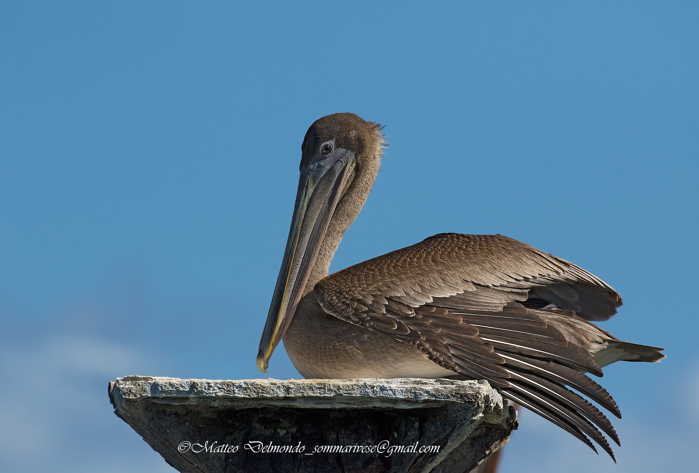 brown Pelican