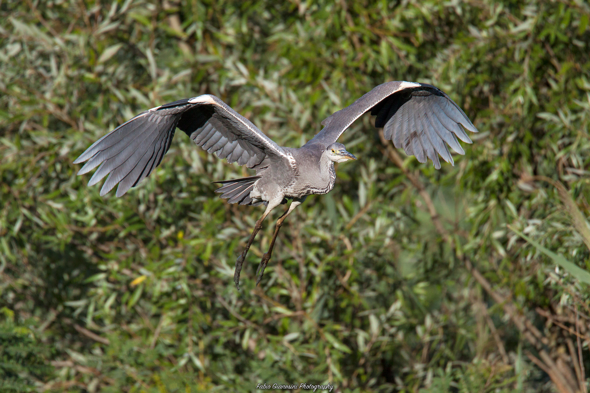 Heron taking off Heron