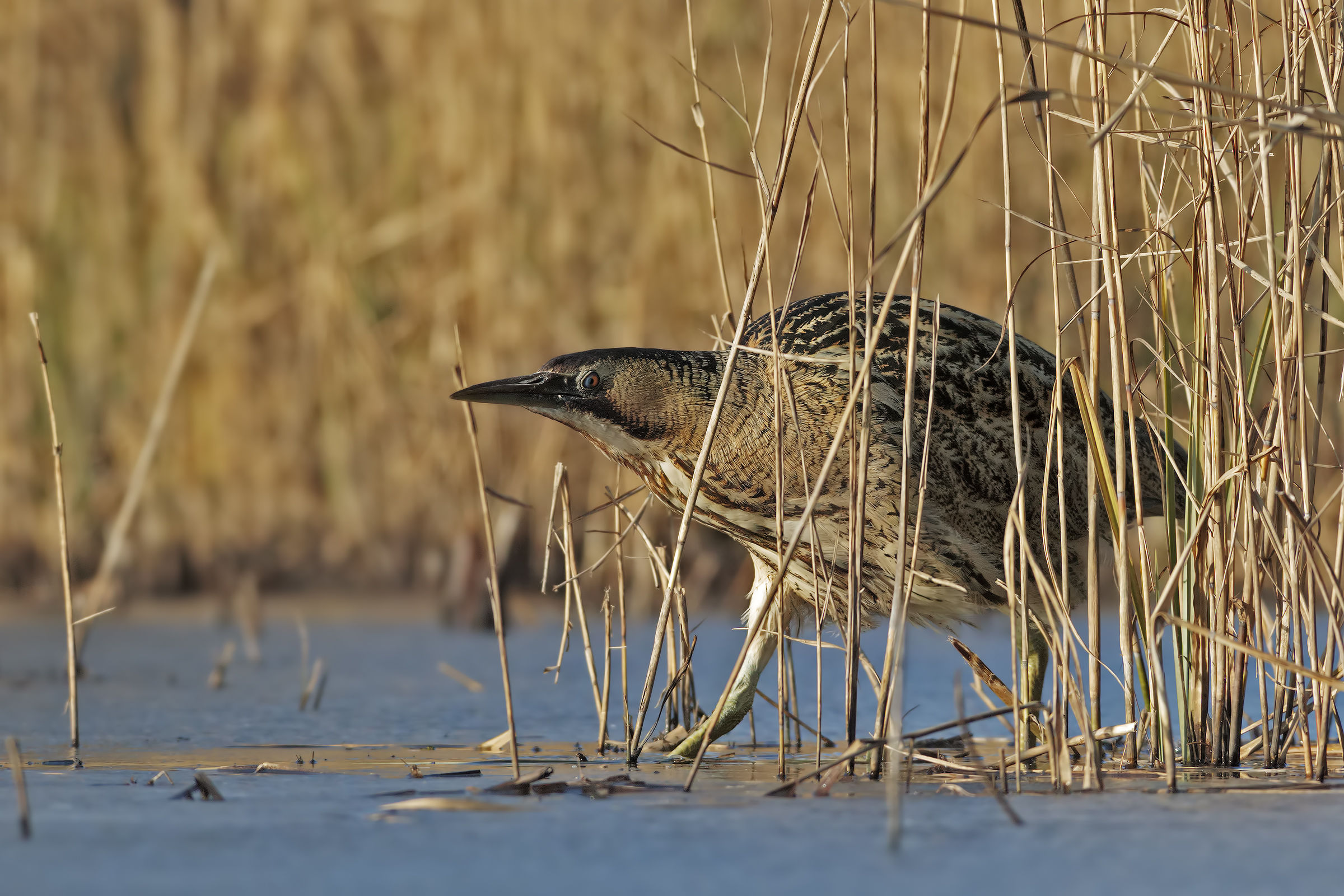 Tarabuso in uscita dal canneto
