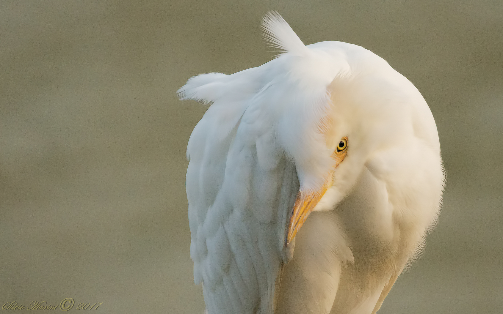 Airone guardabuoi, lo sguardo