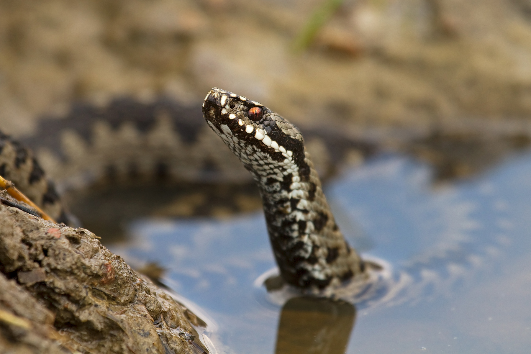 Vipera berus (vipera europea) - Slovacchia