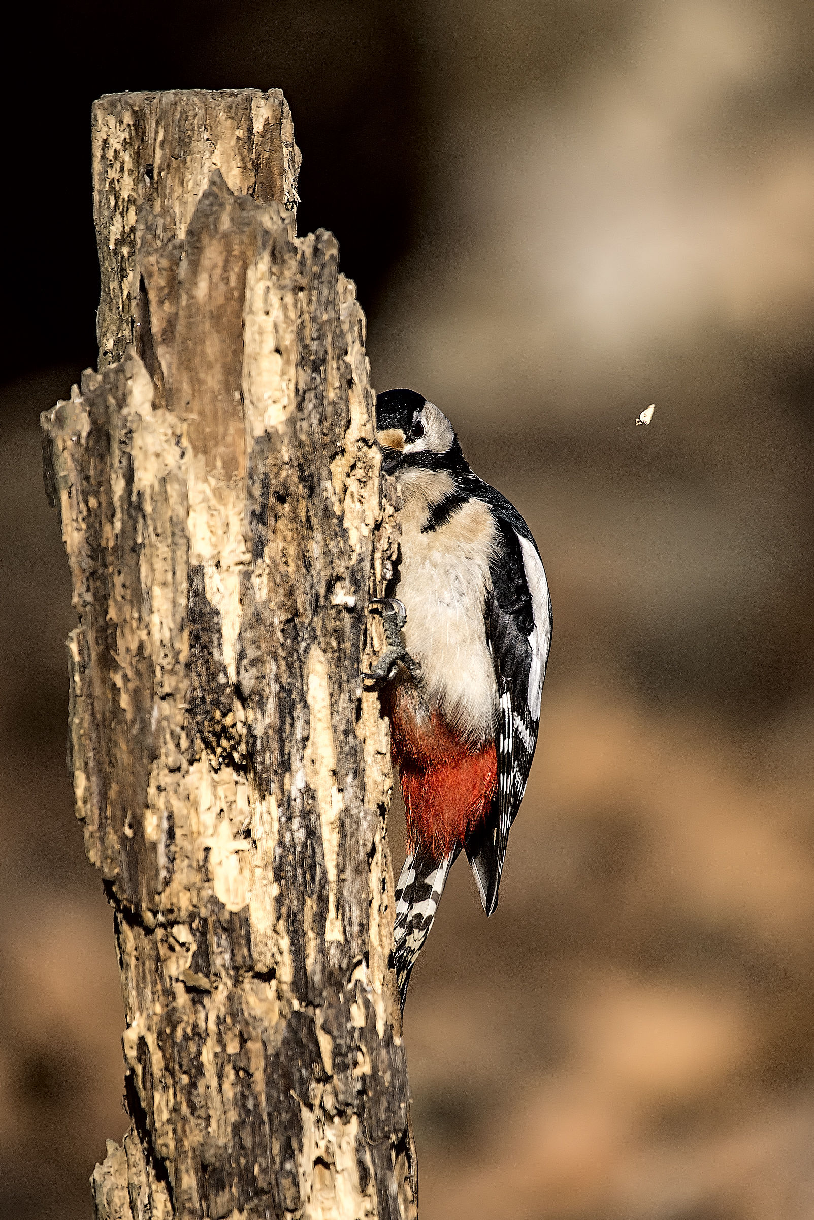 woodpecker