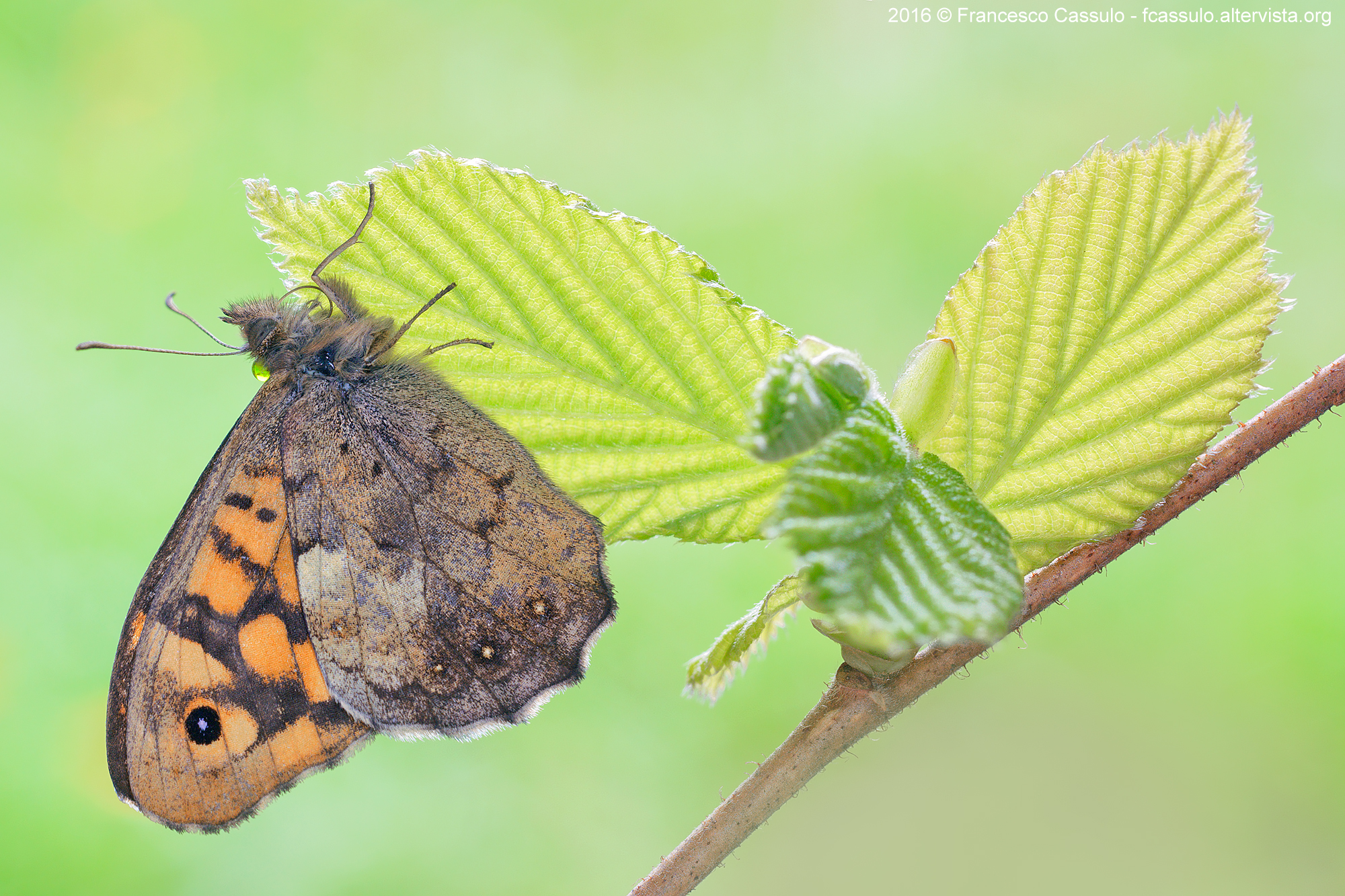 Pararge aegeria (Linnaeus, 1758)