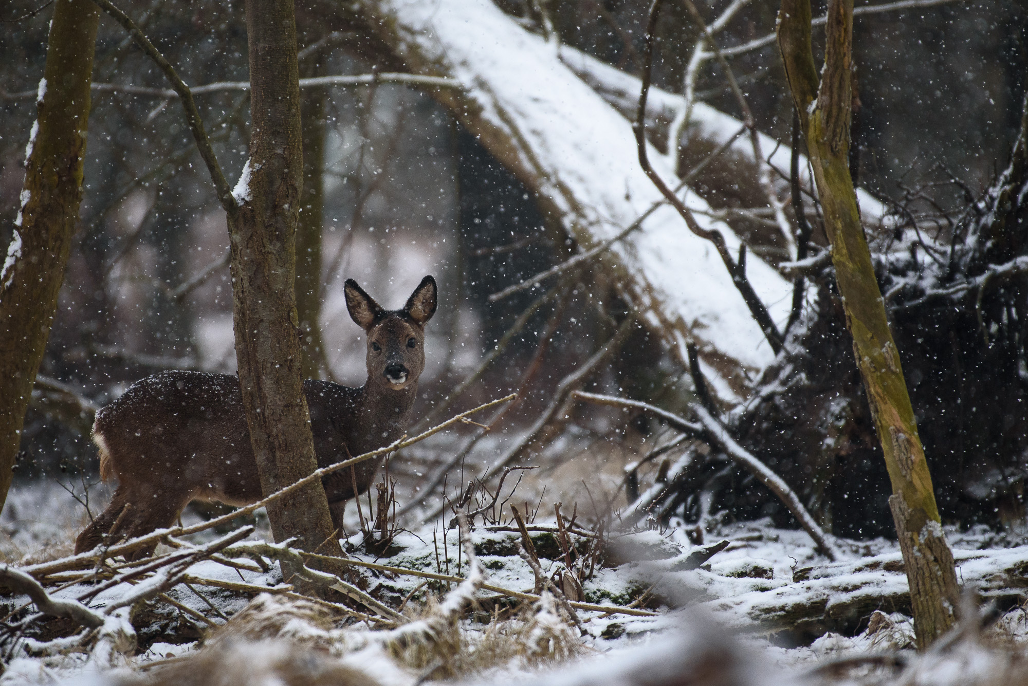 Roe deer in the snow
