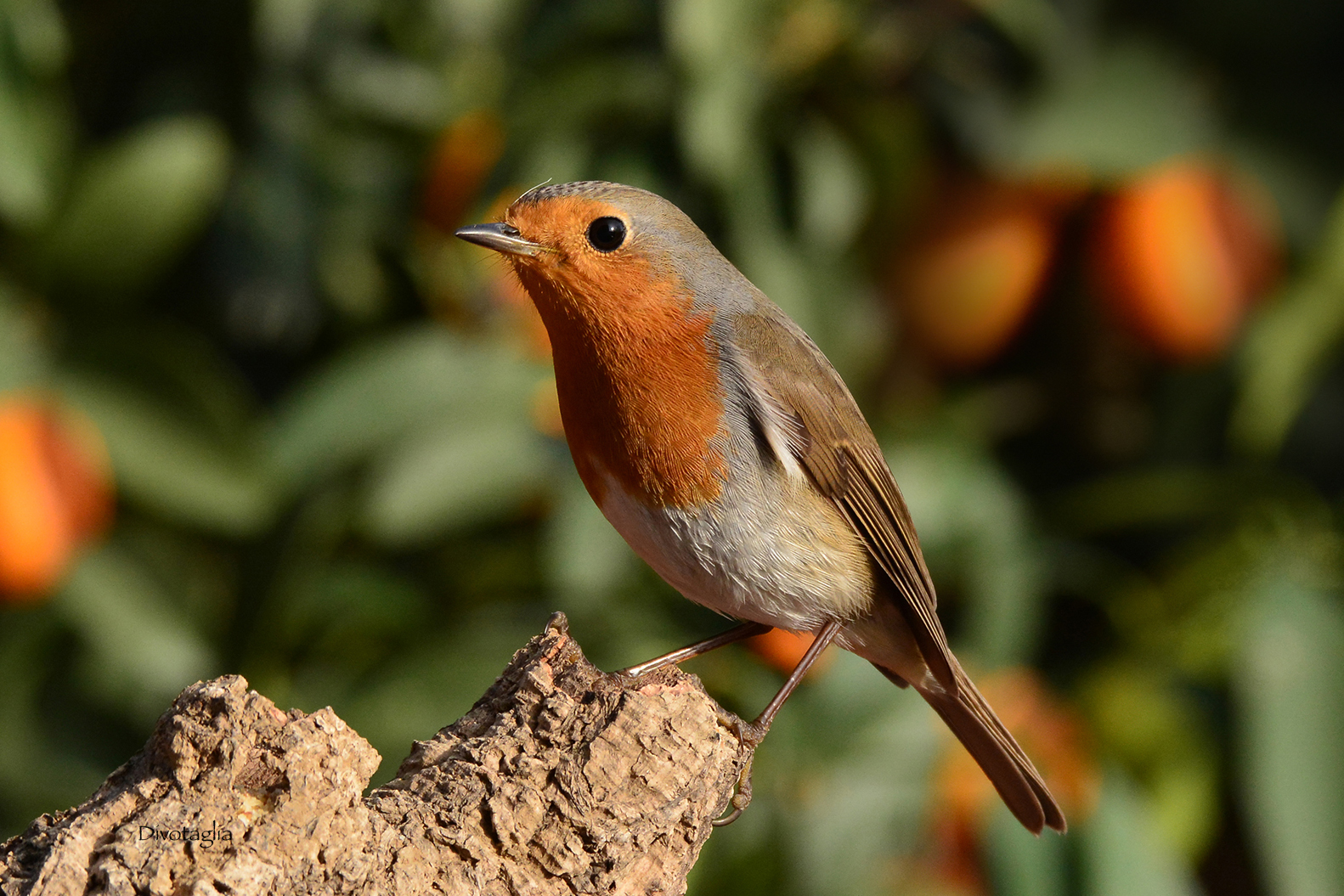 Robin