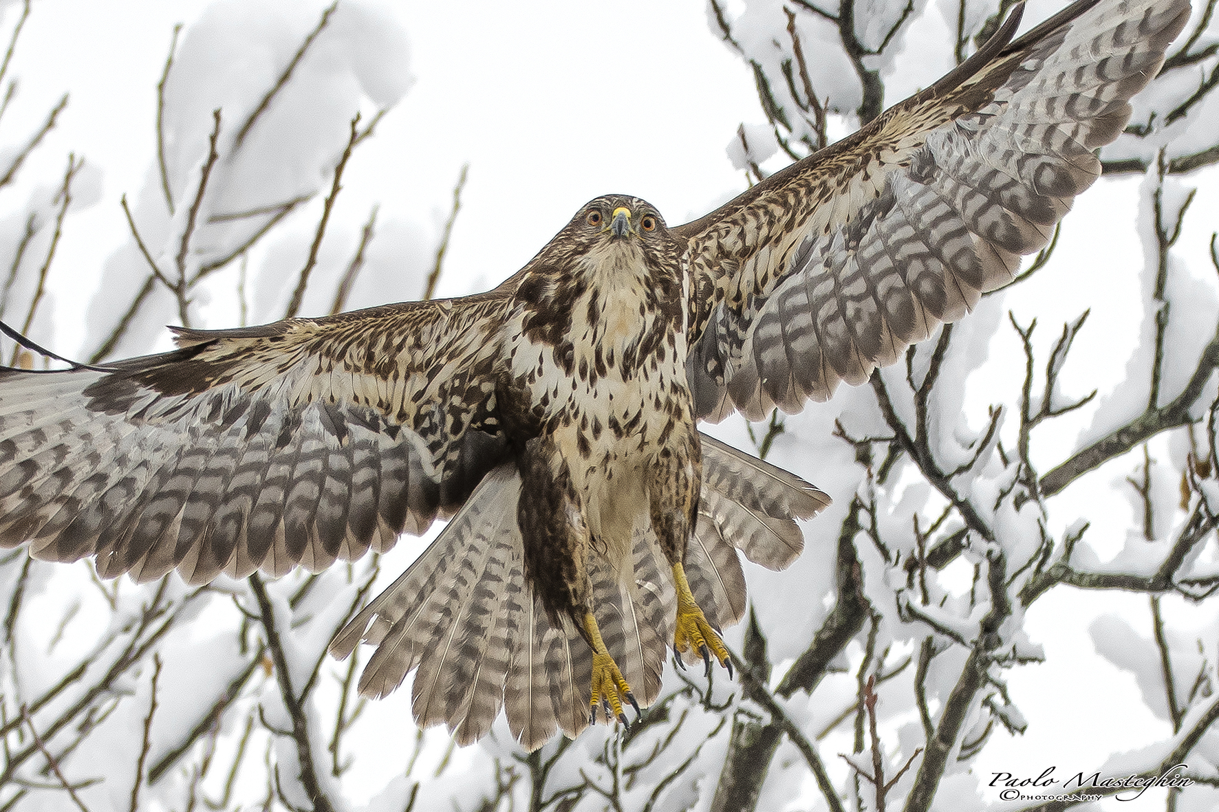 A caccia nel bosco...