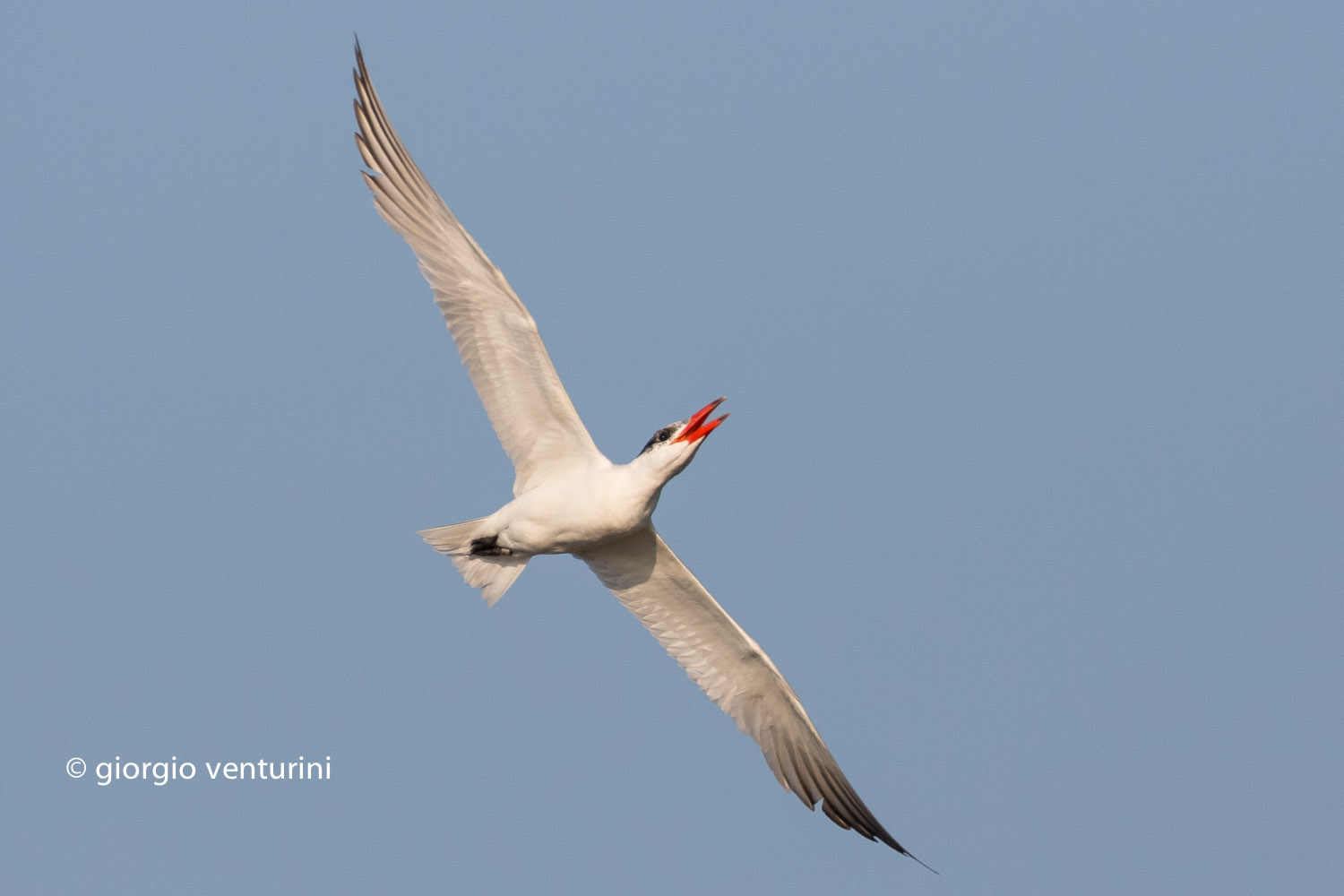 tern more
