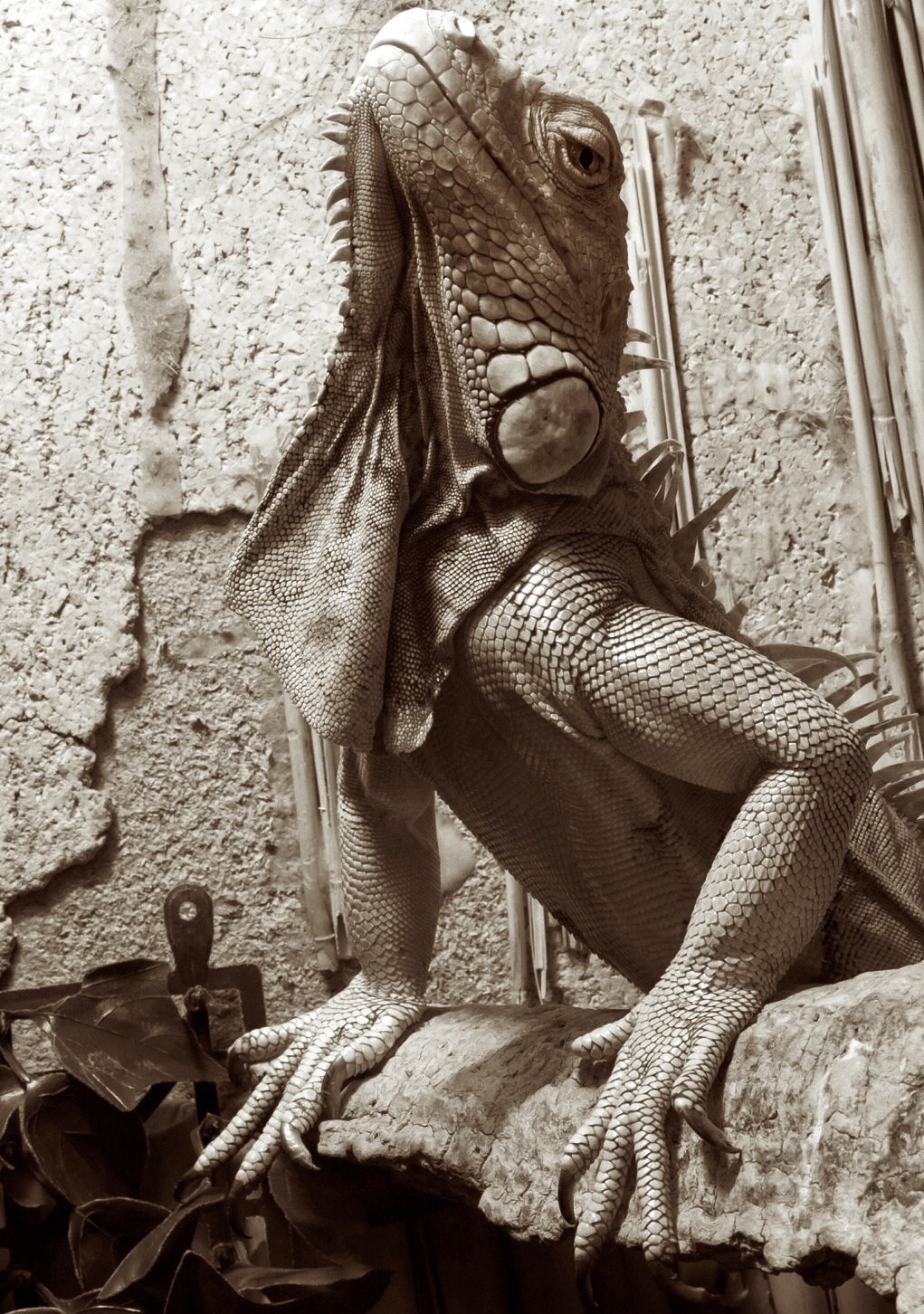 Iguana bearded (and proud)