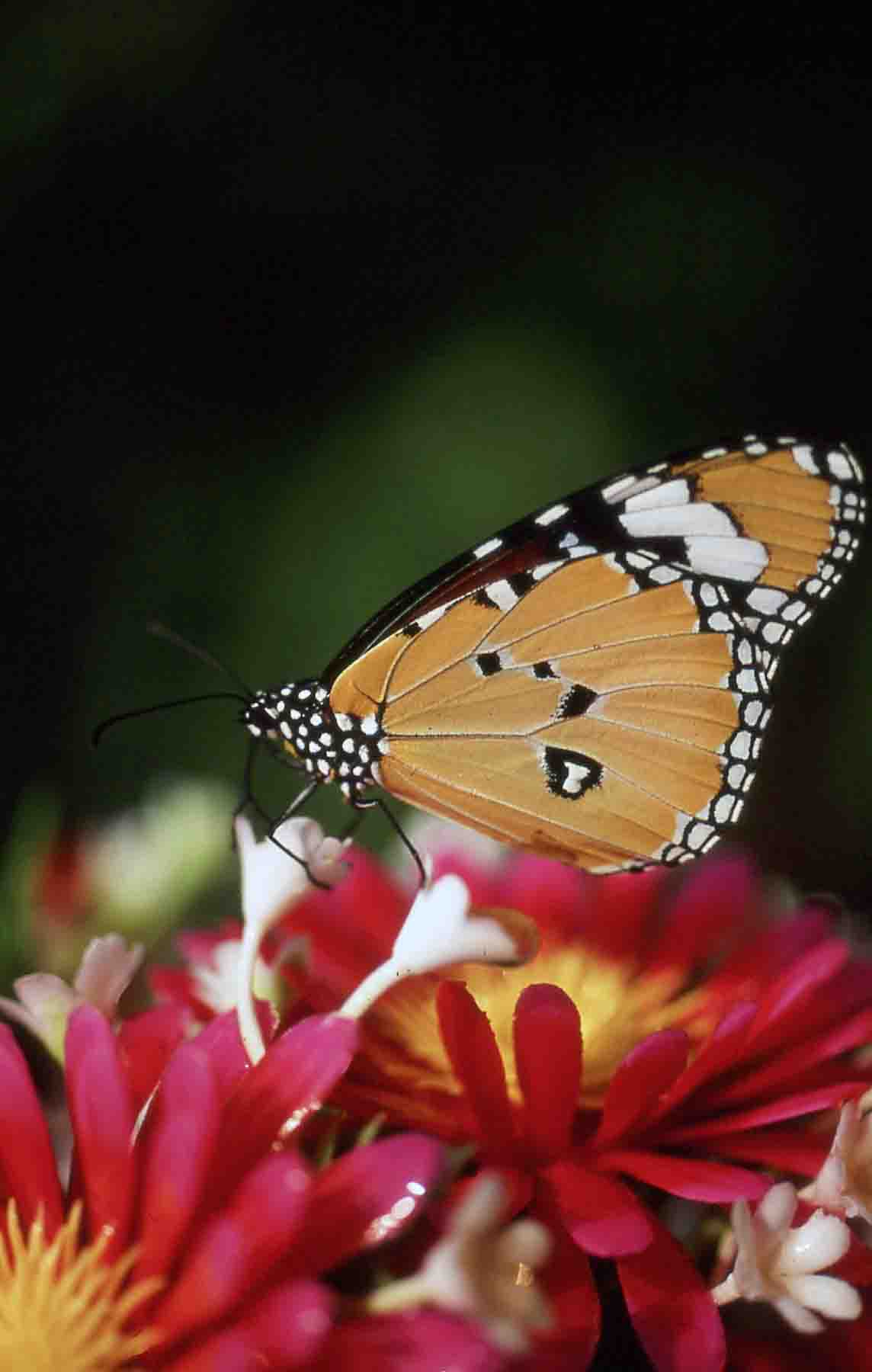 exotic butterfly