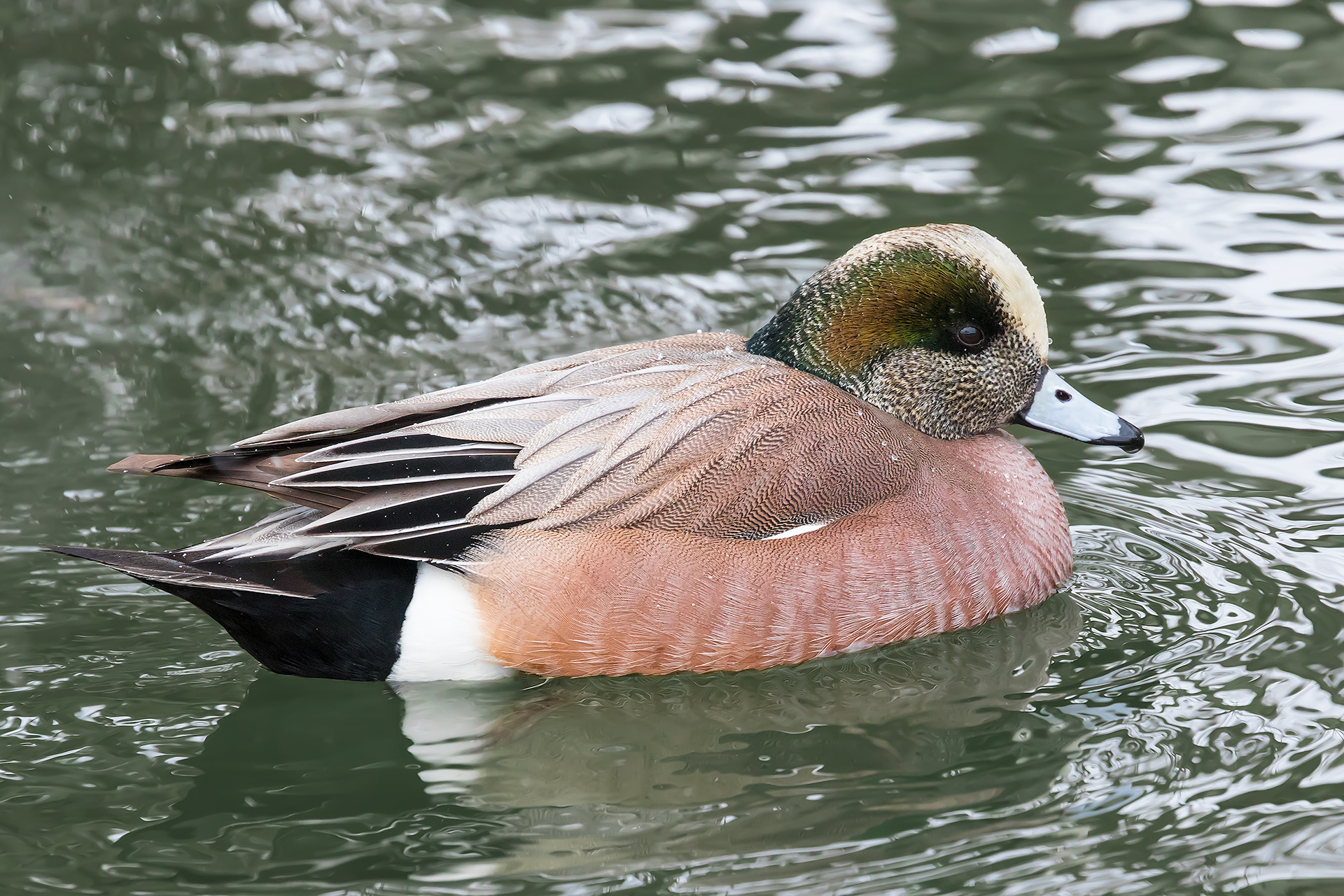 American wigeon