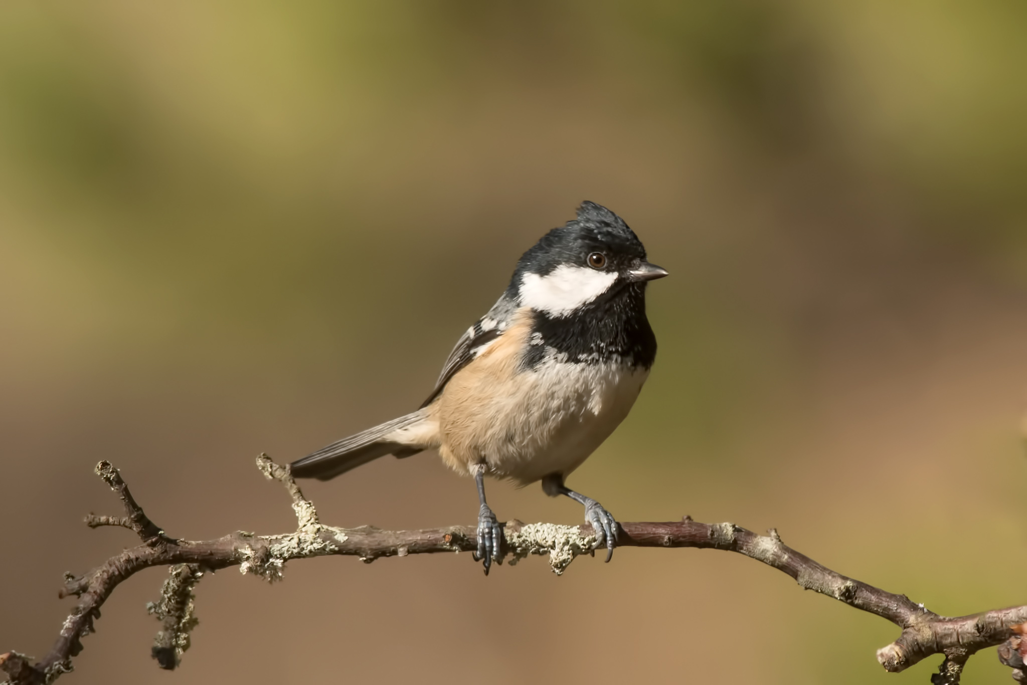 Coal Tit