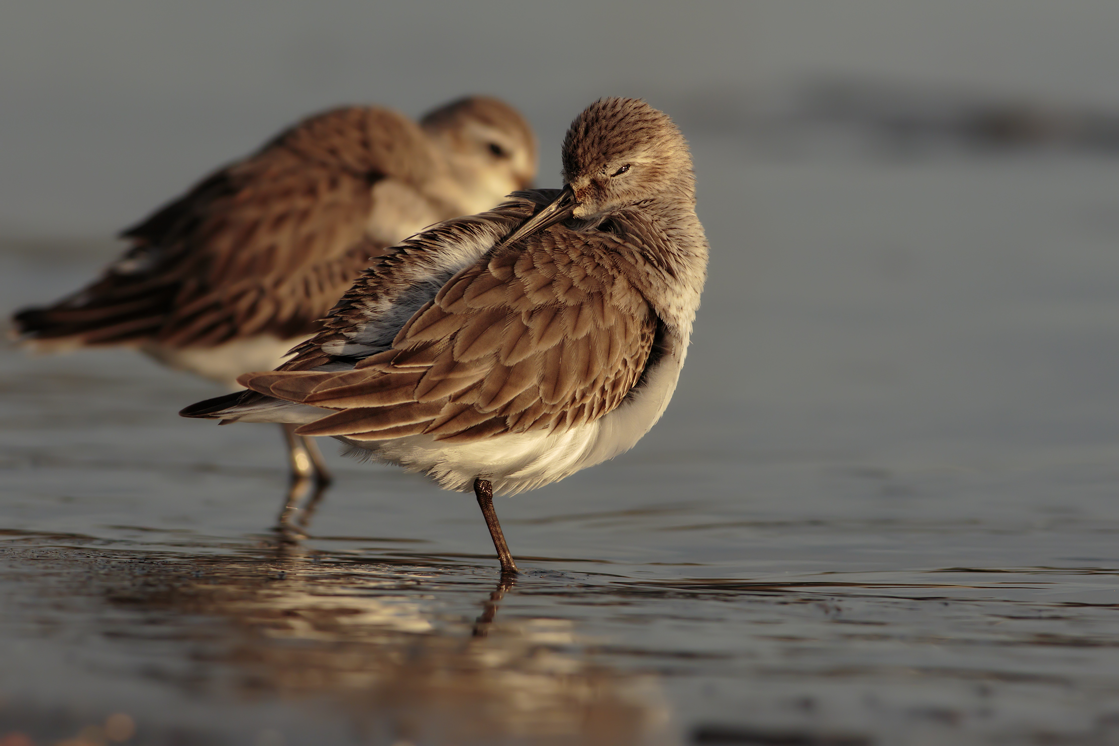 Dunlin