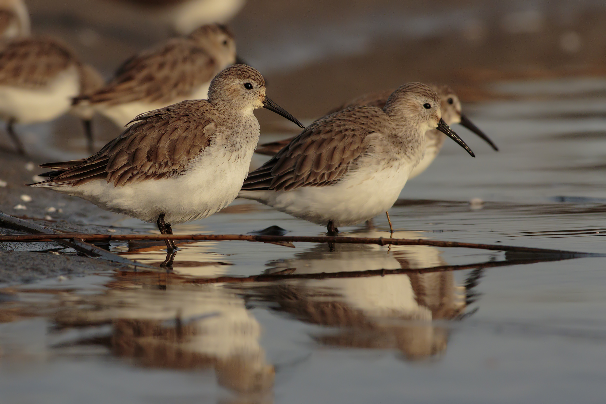 sandpipers