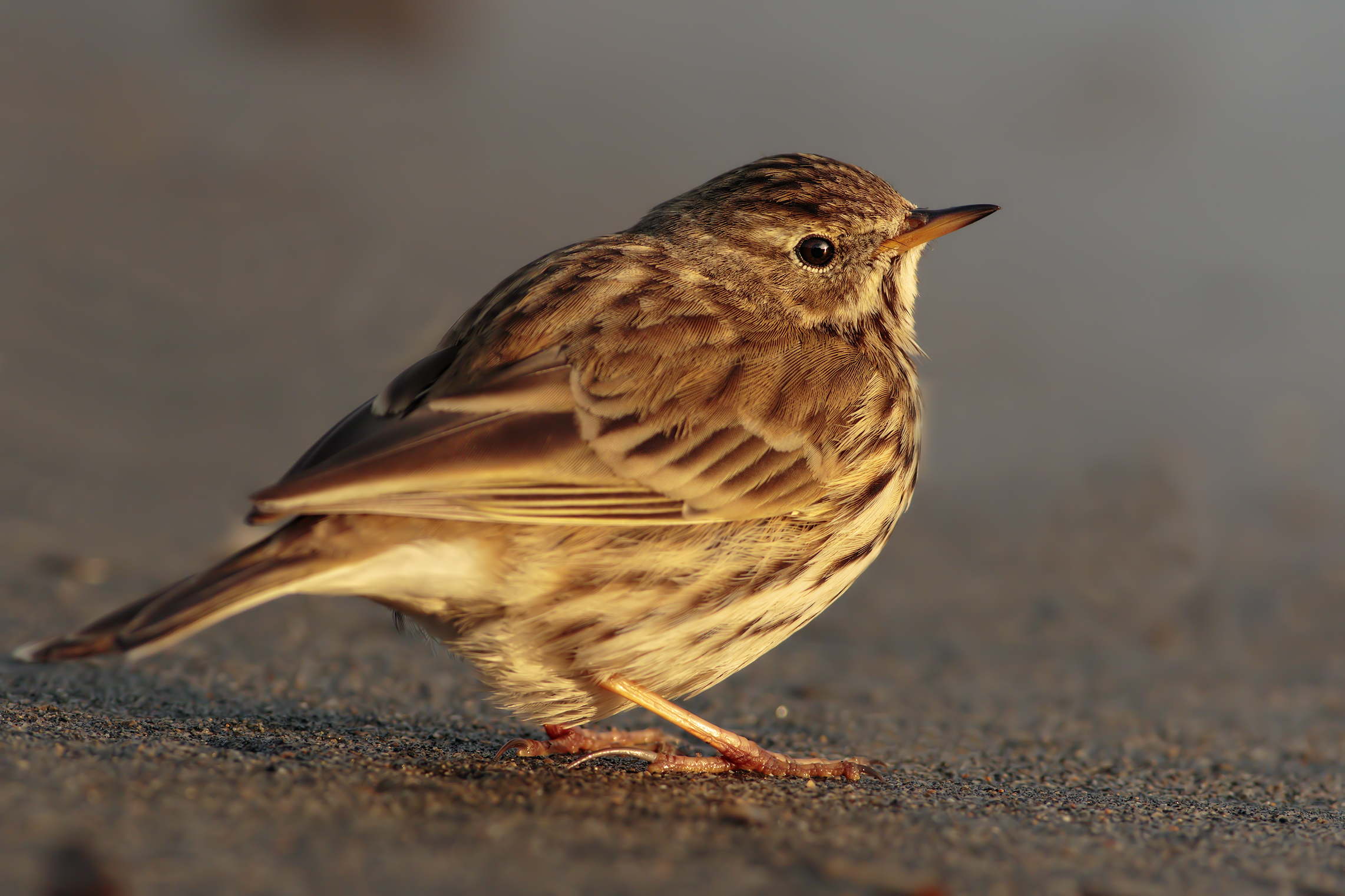 Pipit