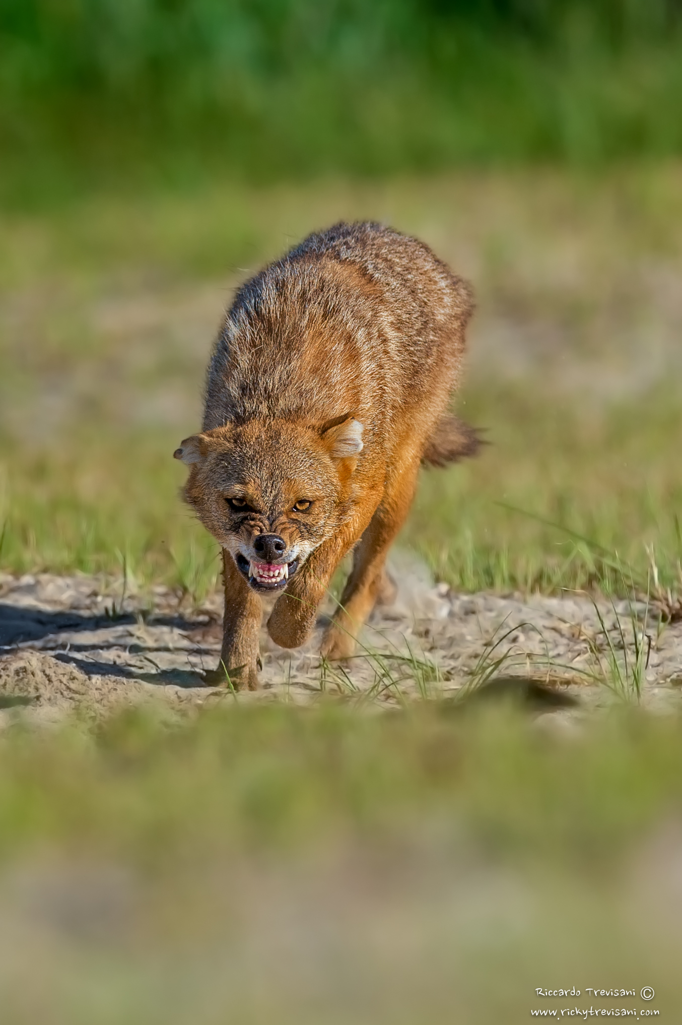 golden jackal