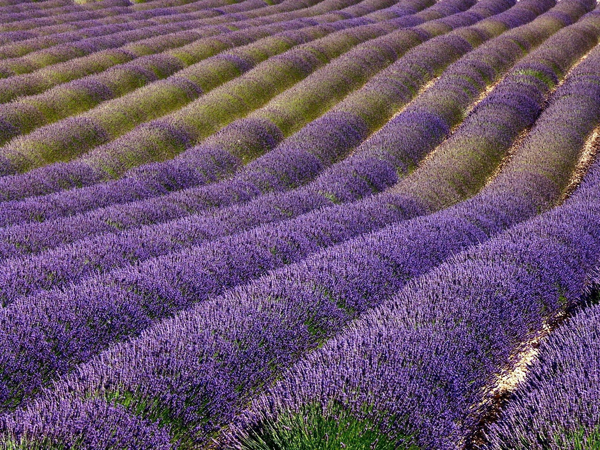 Tubi di lavanda