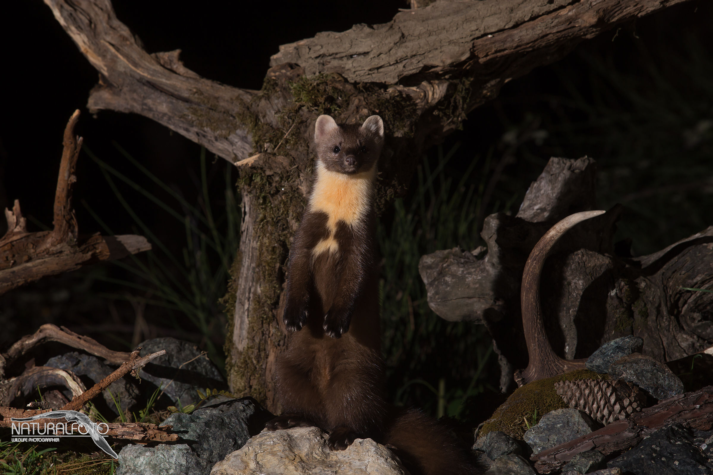 Confirmed, are a couple Marten
