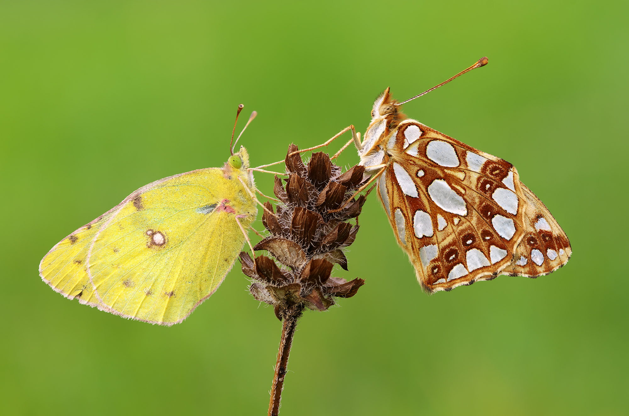 Una coppia di bellezze