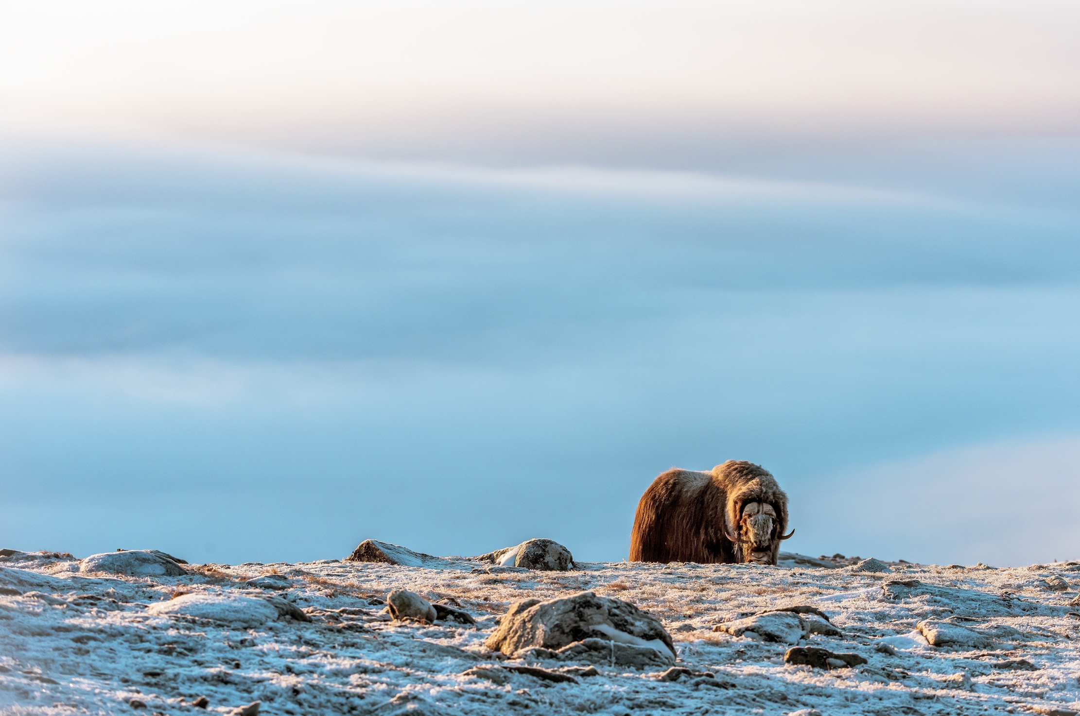 Parco di Dovrefjell 2017 - Sopra le nuvole