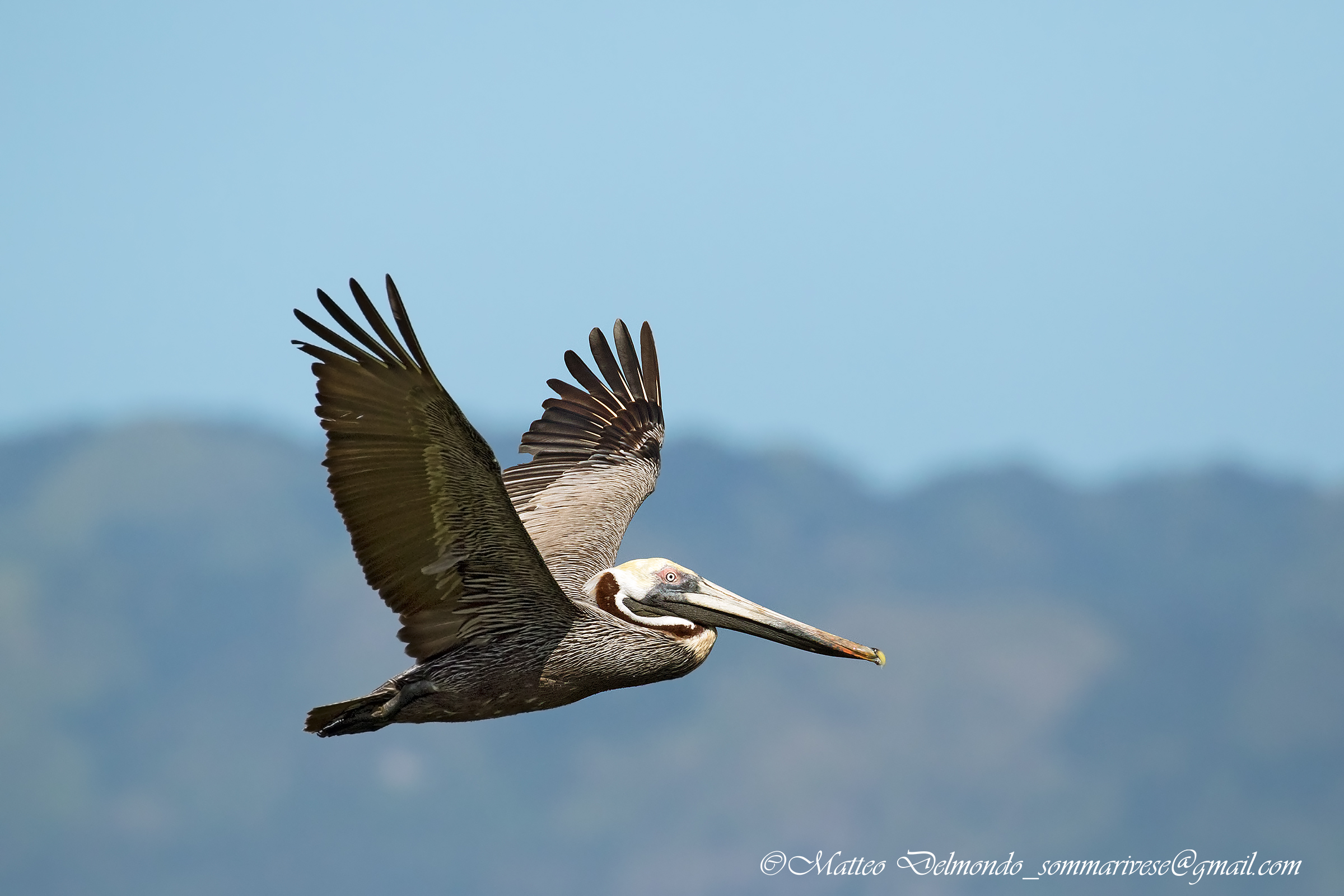brown Pelican