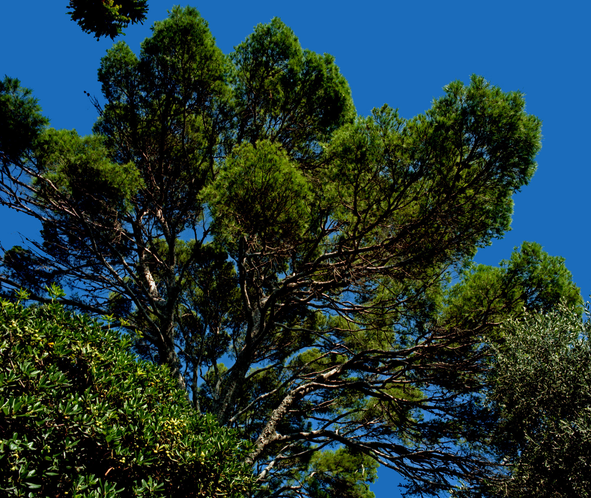 proteso verso il cielo