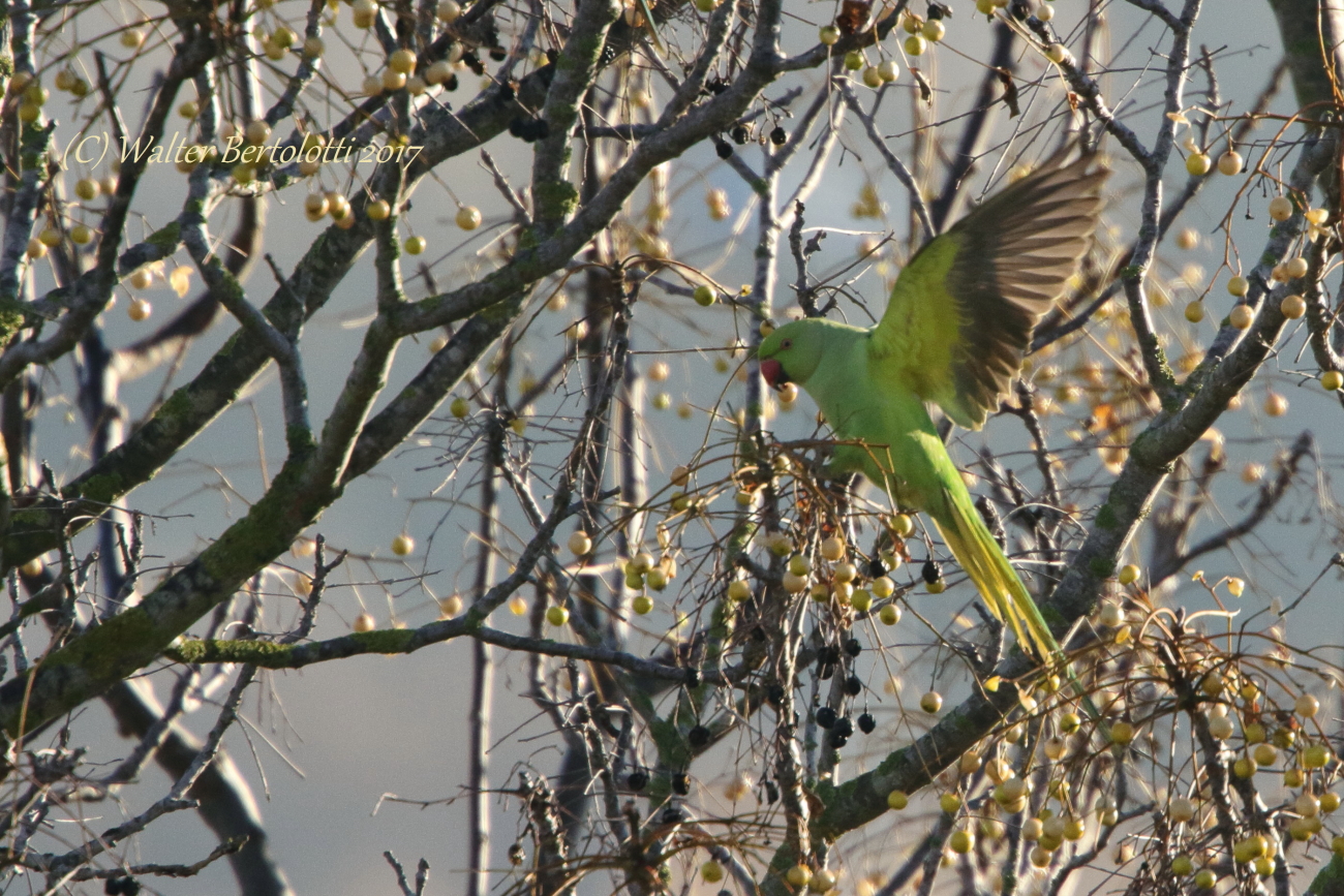 parrocchetto dal collare