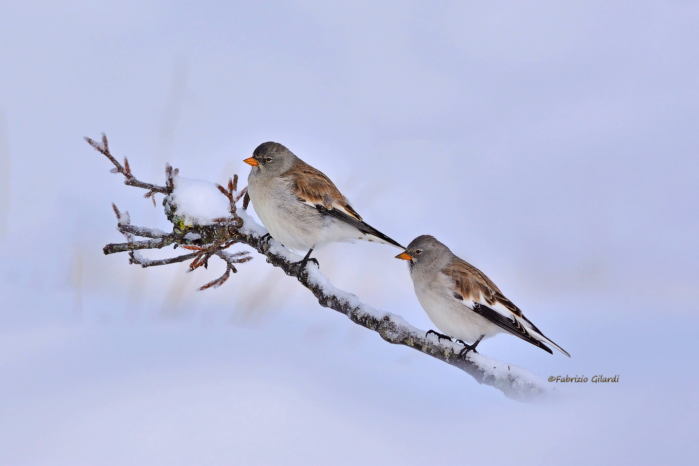 alpine finch (Montifringilla nivalis)