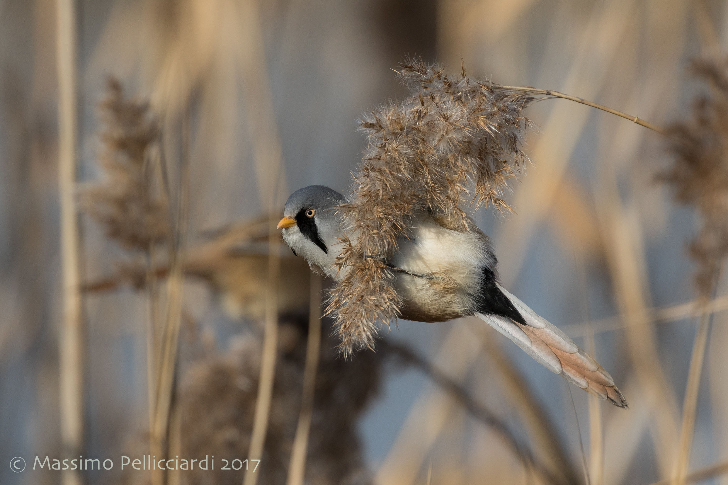 The Bearded that makes the pendulum