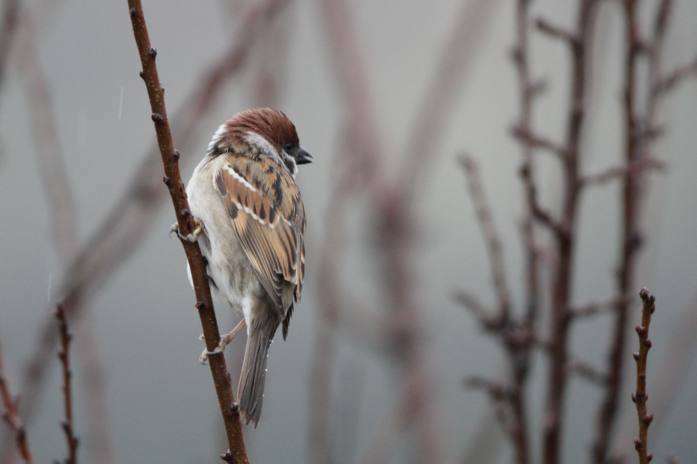Tree Sparrow in the rain