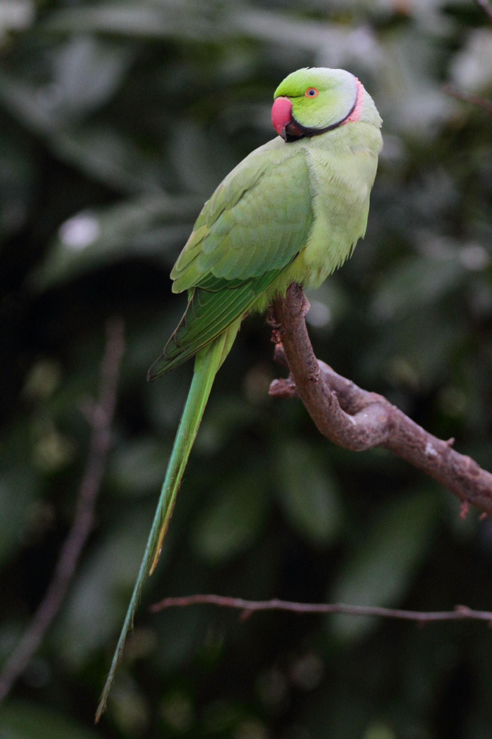 Parrocchetto dal collare (M)