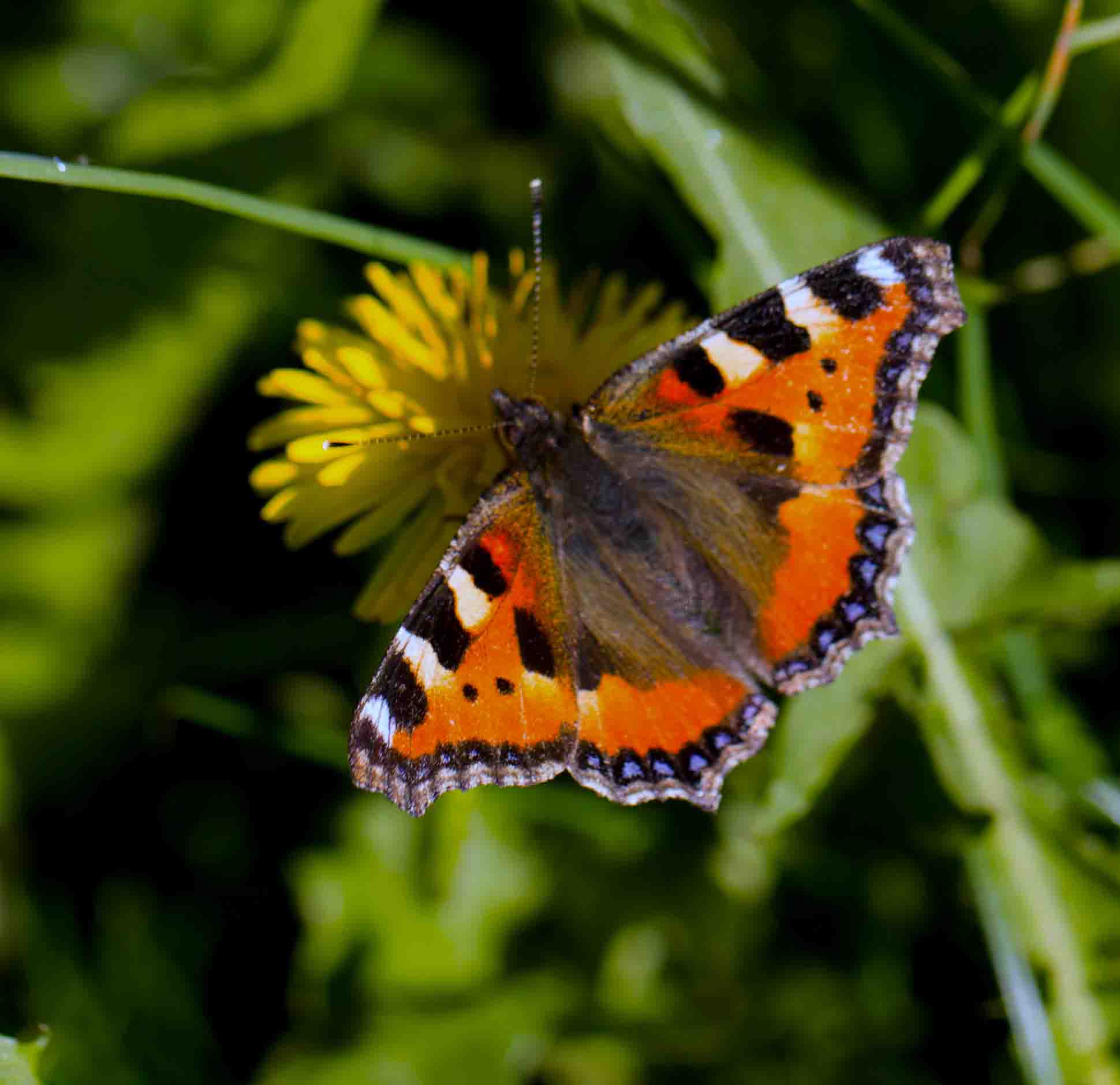 aglais