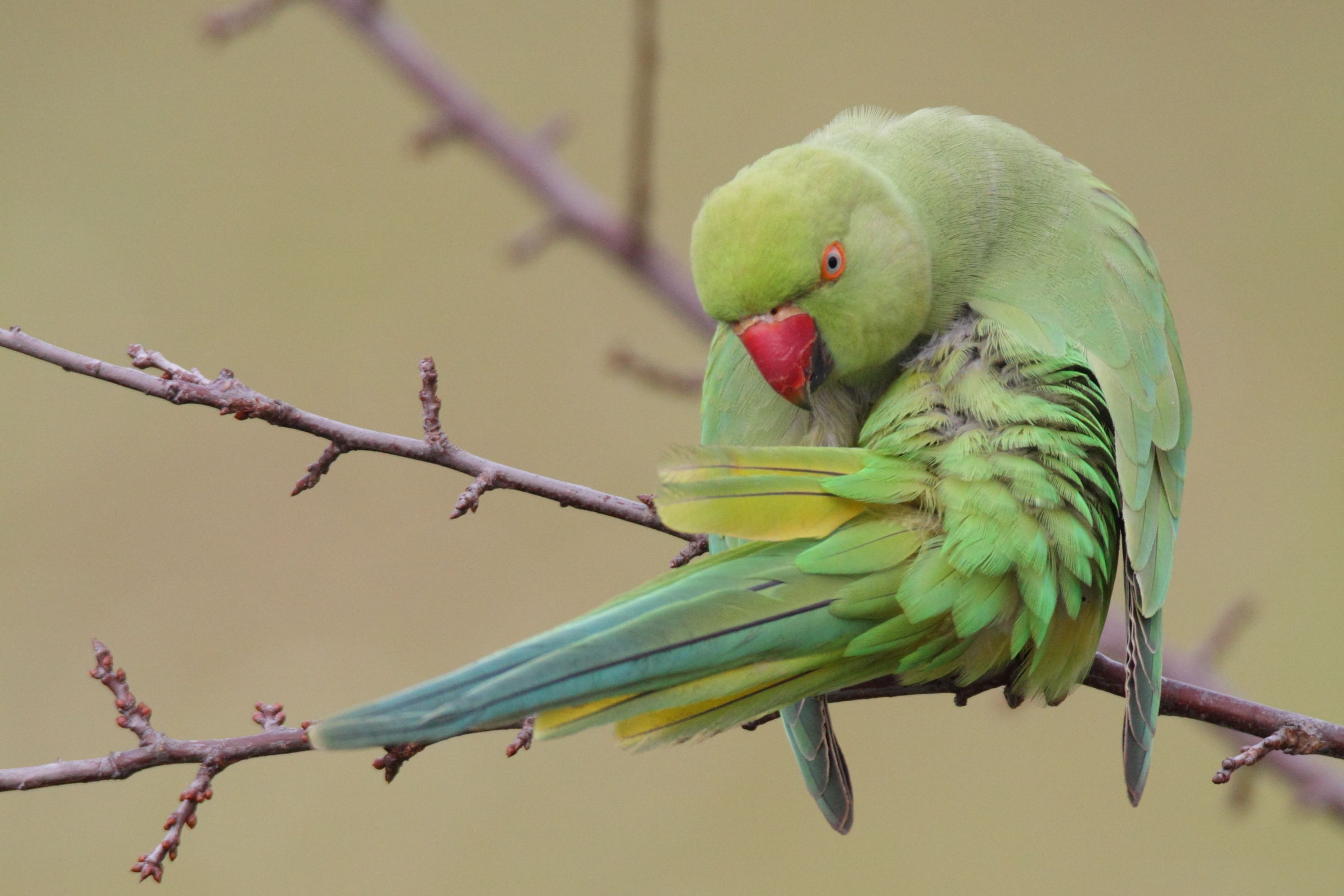 Parakeet from the collar cleaning pens