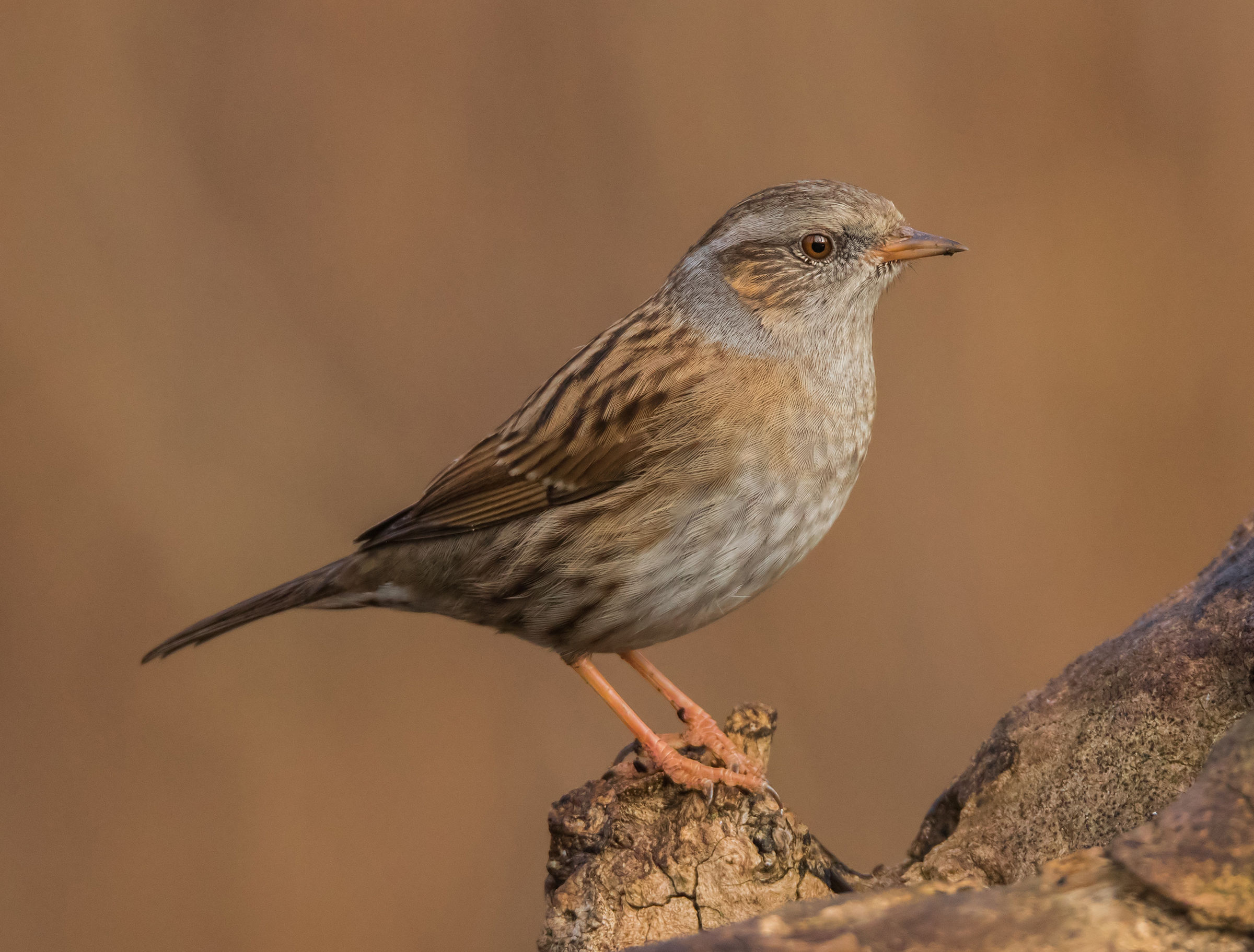 Dunnock