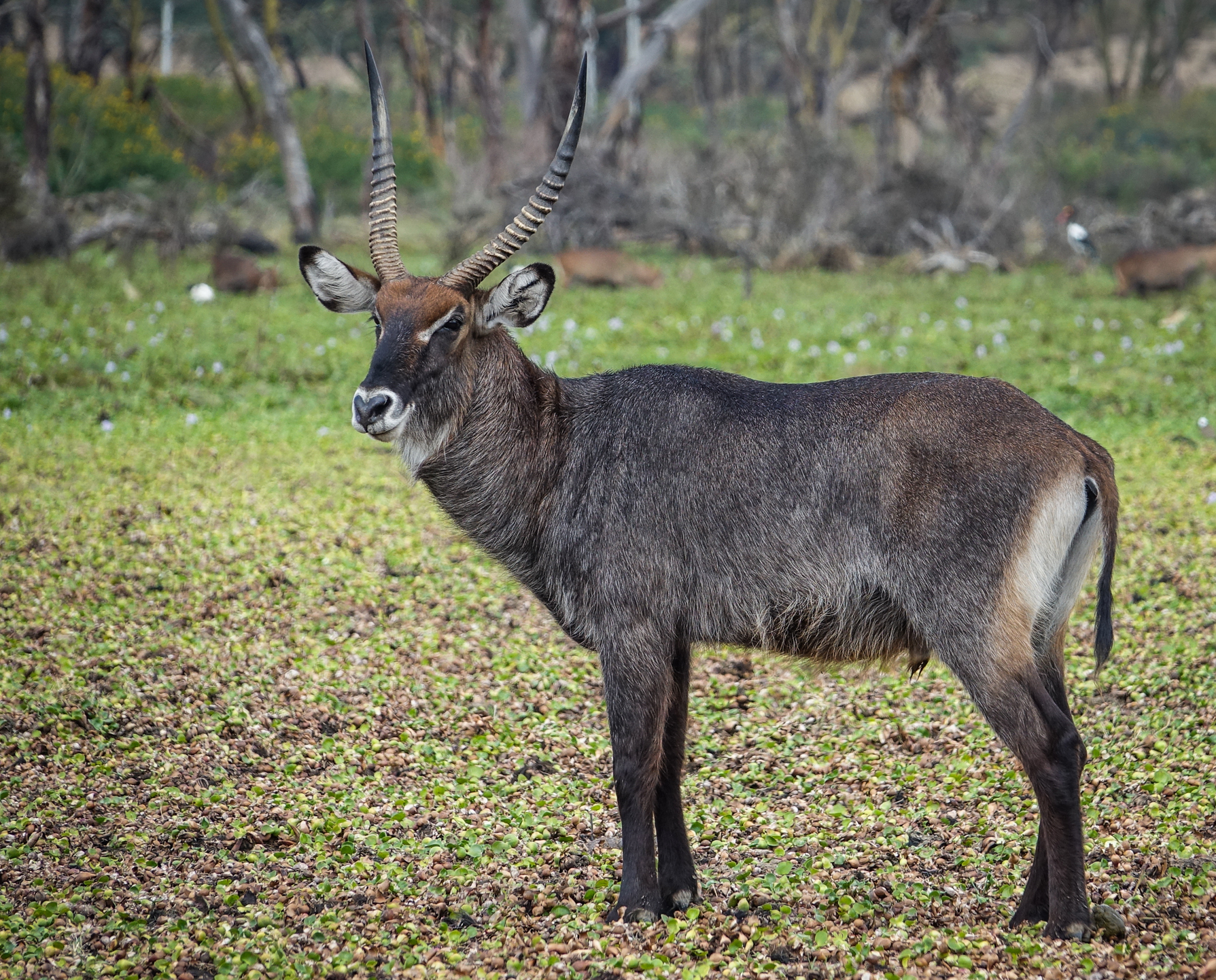 Cobo (Kobus ellipsiprymnus) - Lake Naivasha (Kenya)