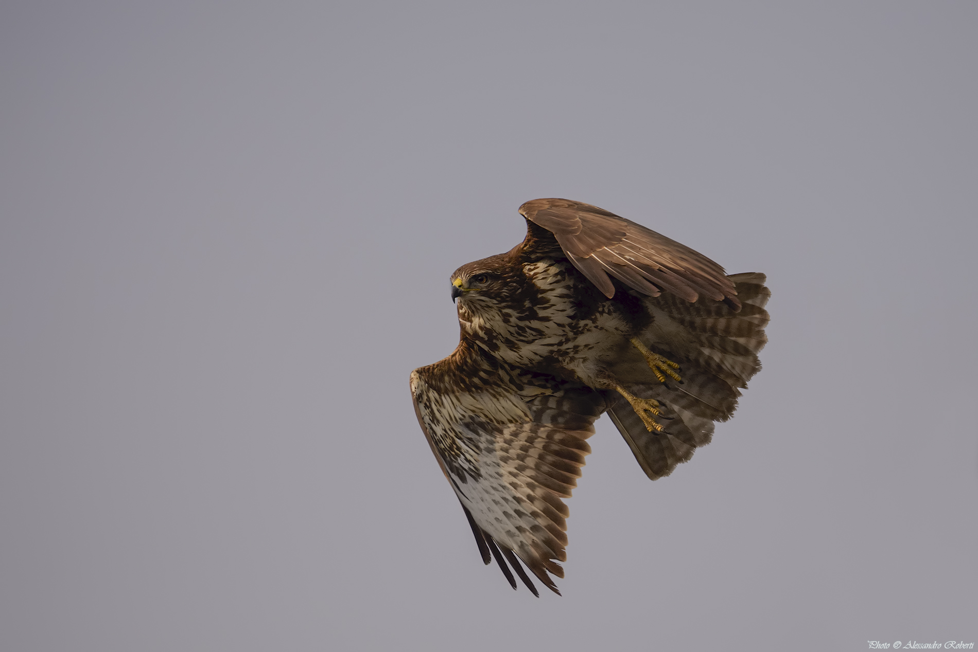Buzzard