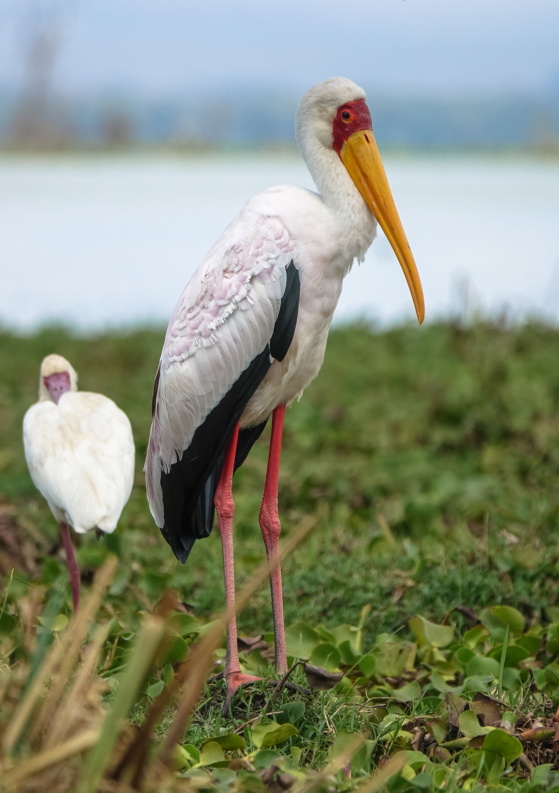 Tantalus yellow beak (Mycteria ibis) - Lake Naivasha (K