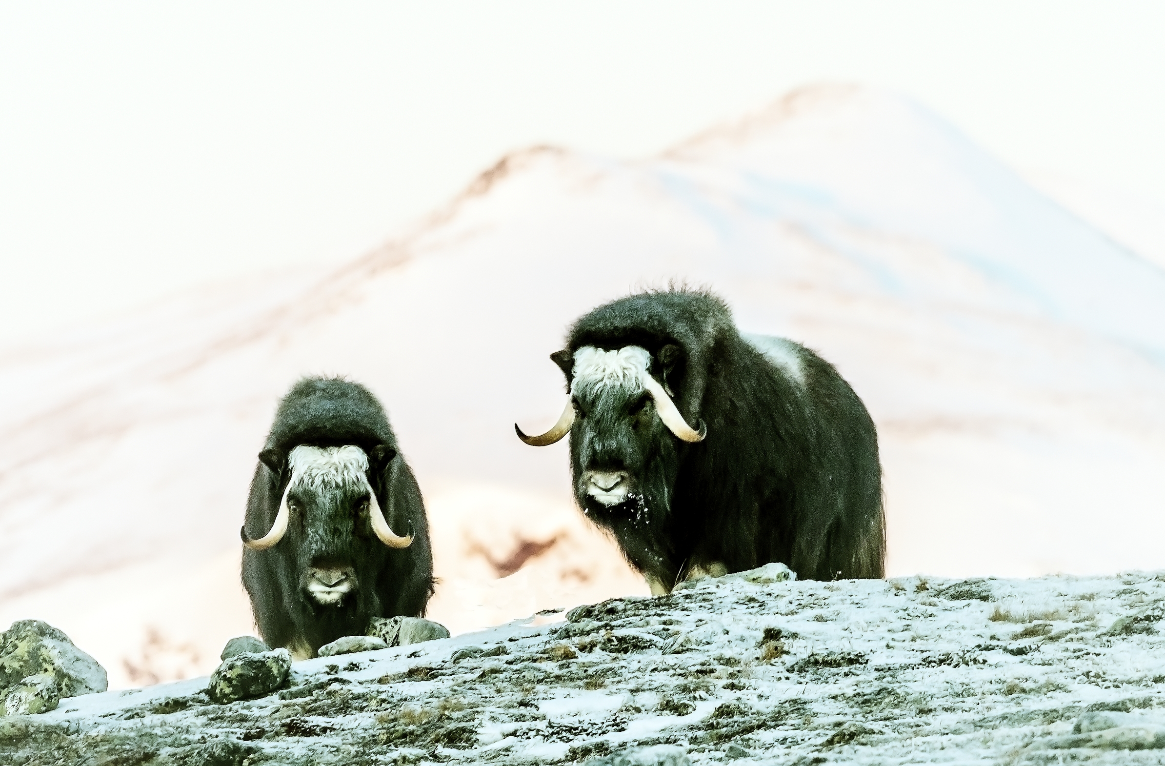 Dovrefjell 2017 - Musk ox, Buoi muschiati